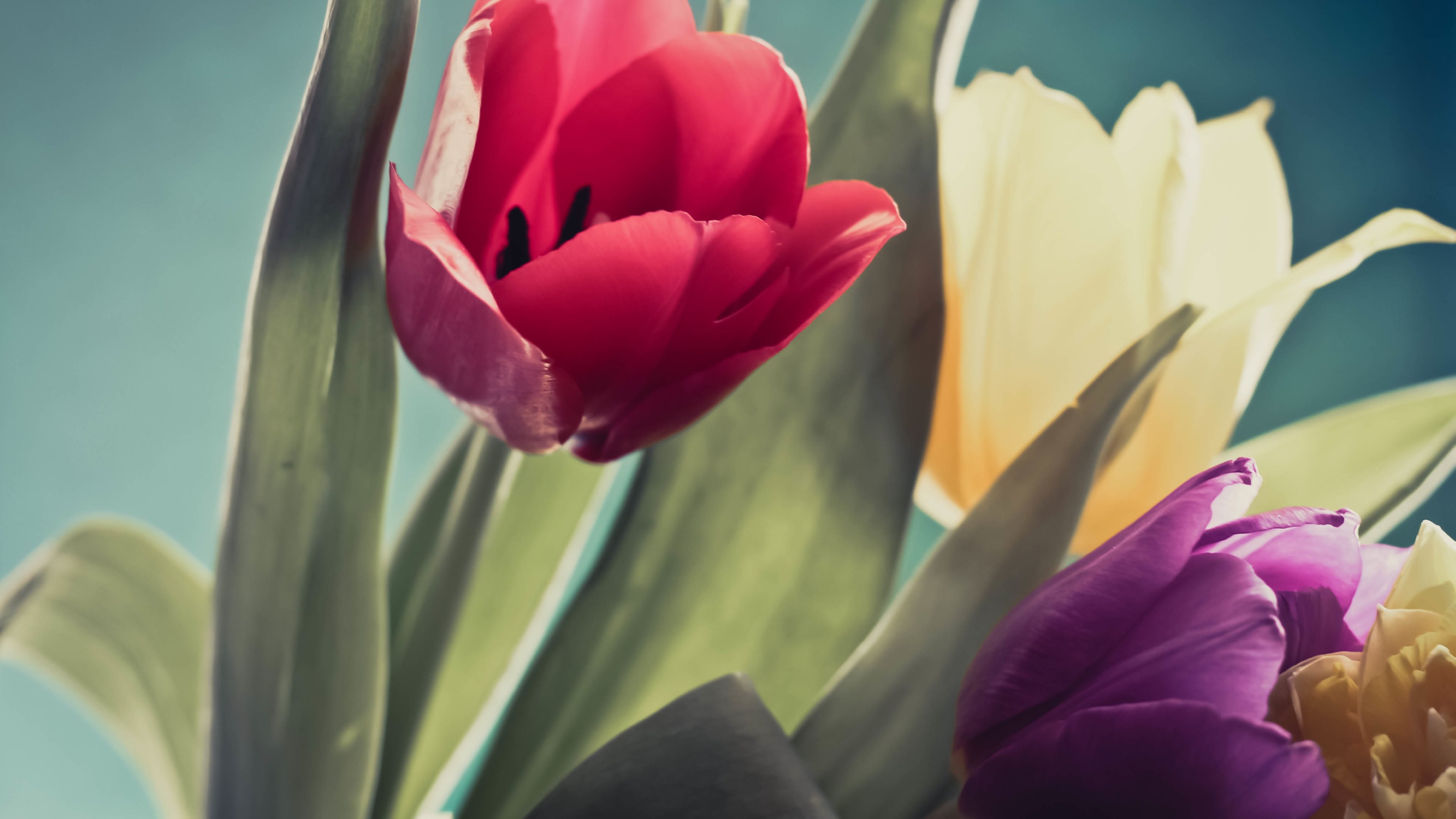 Free download wallpaper Flowers, Earth, Tulip on your PC desktop