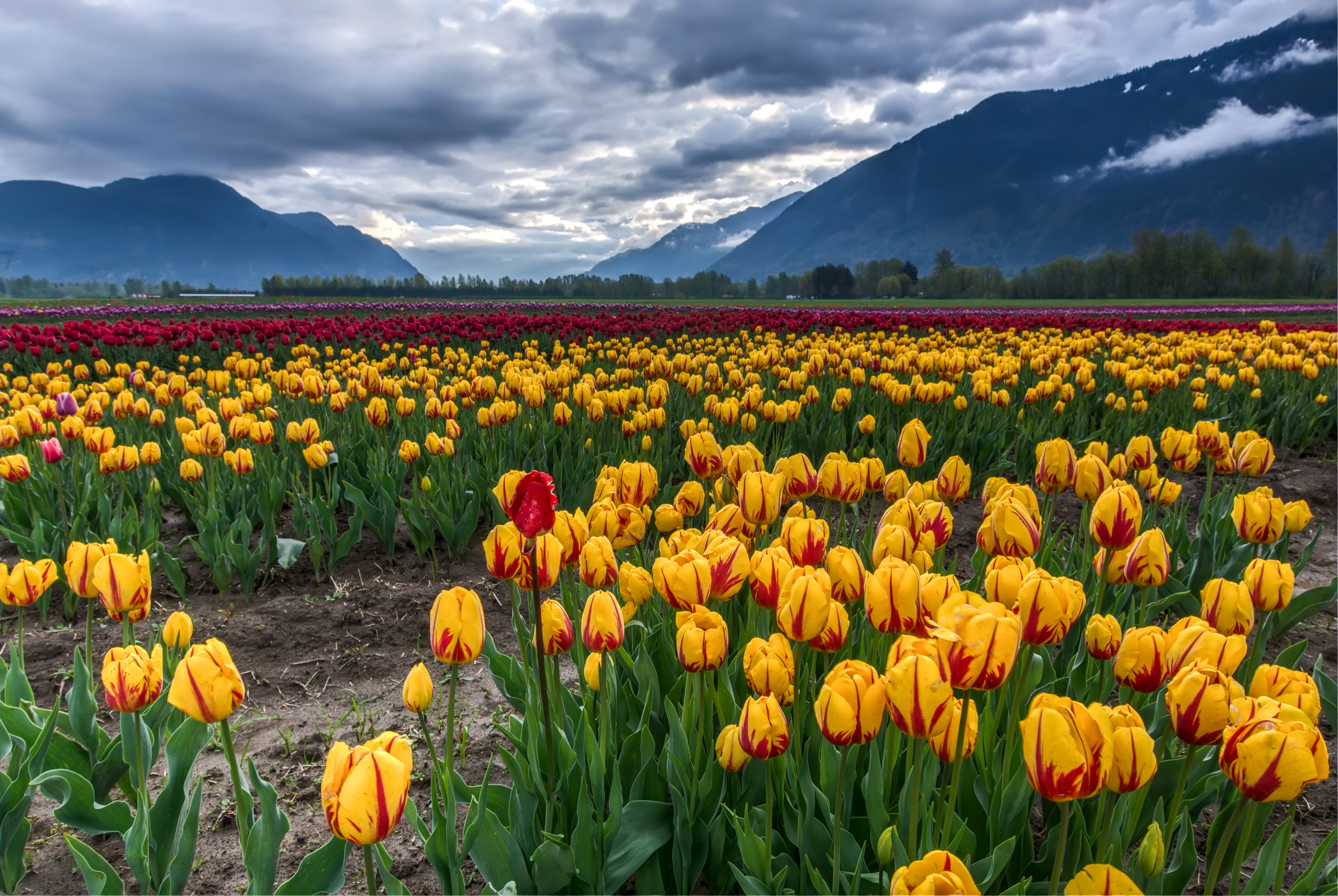 Download mobile wallpaper Landscape, Nature, Flowers, Mountain, Earth, Field, Colorful, Cloud, Tulip, Yellow Flower for free.