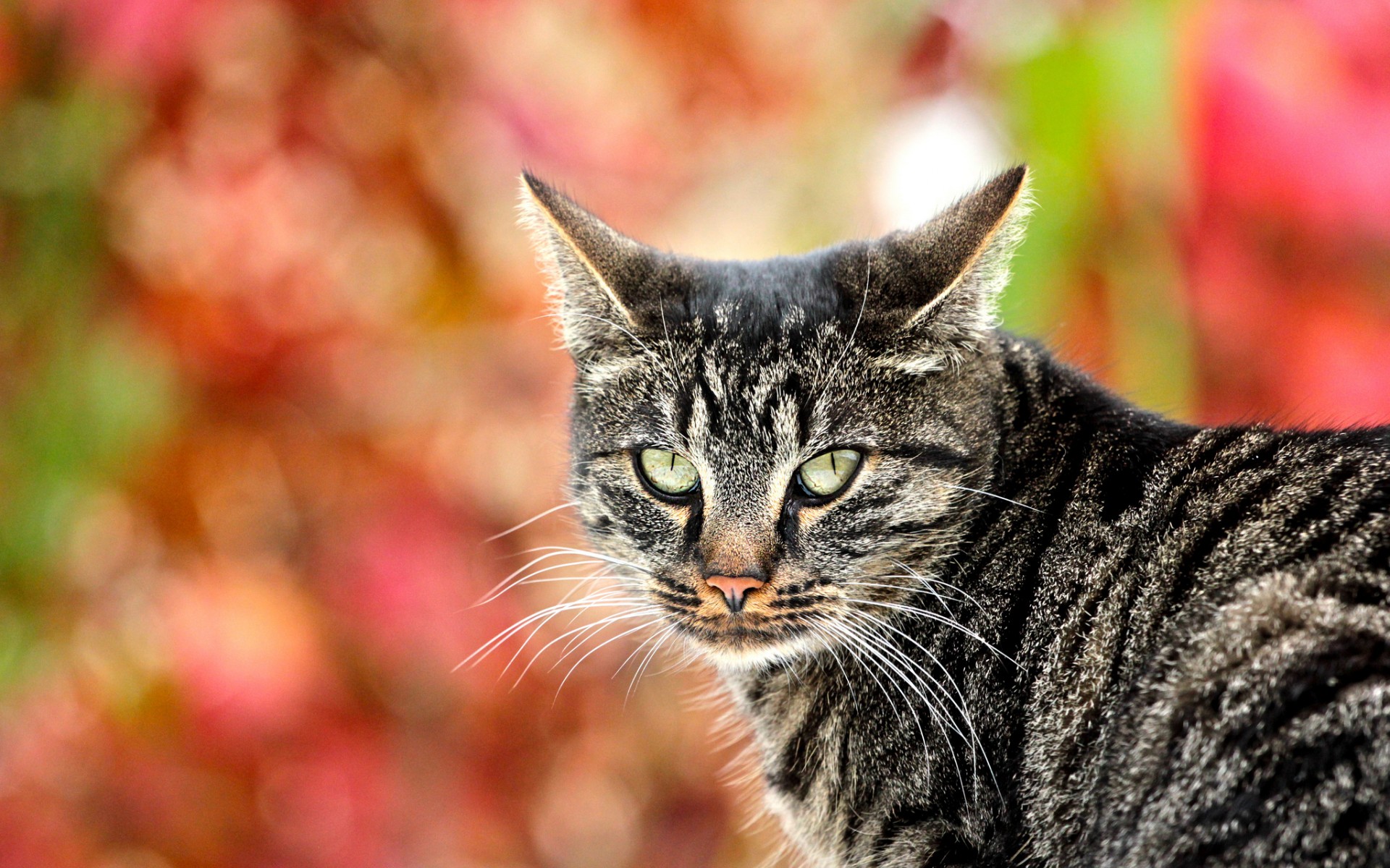 Baixar papel de parede para celular de Animais, Gatos, Gato gratuito.