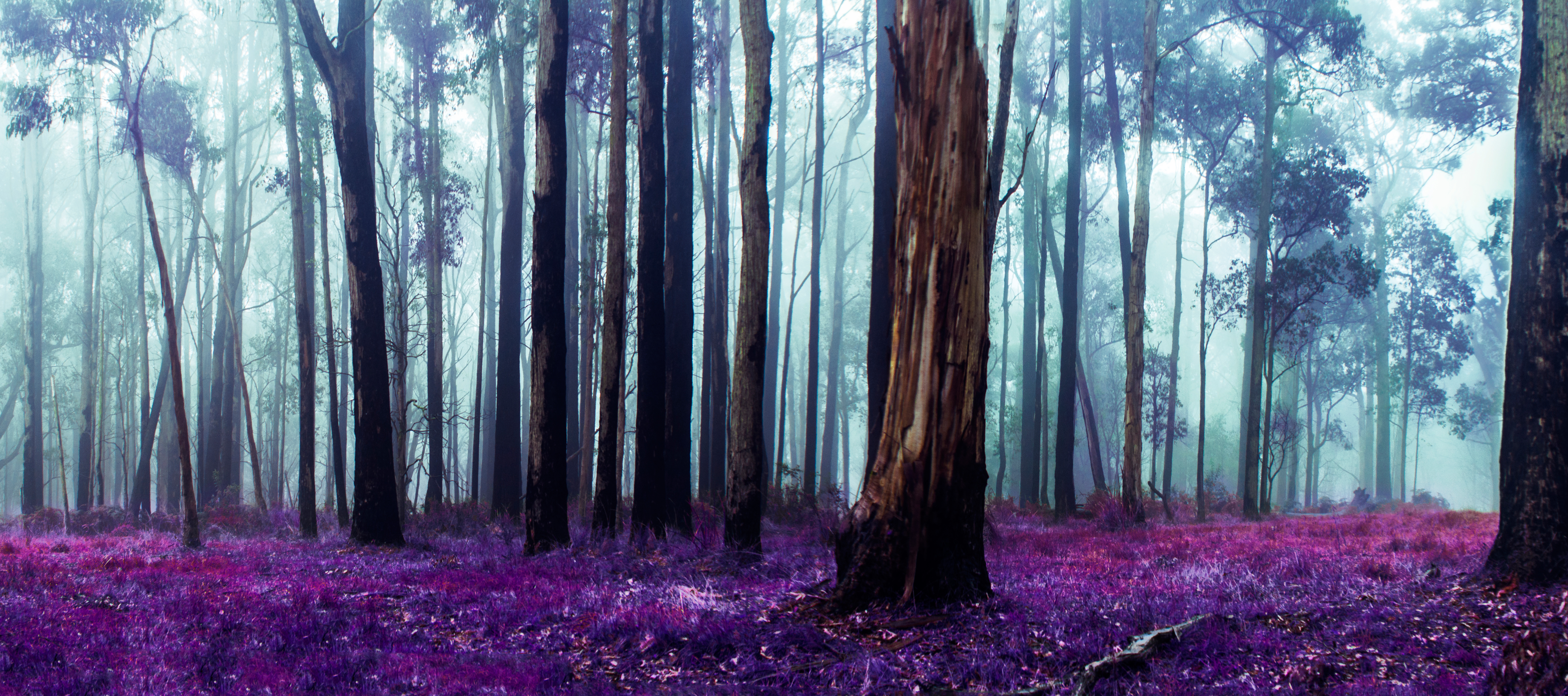 Free download wallpaper Forest, Earth, Australia on your PC desktop