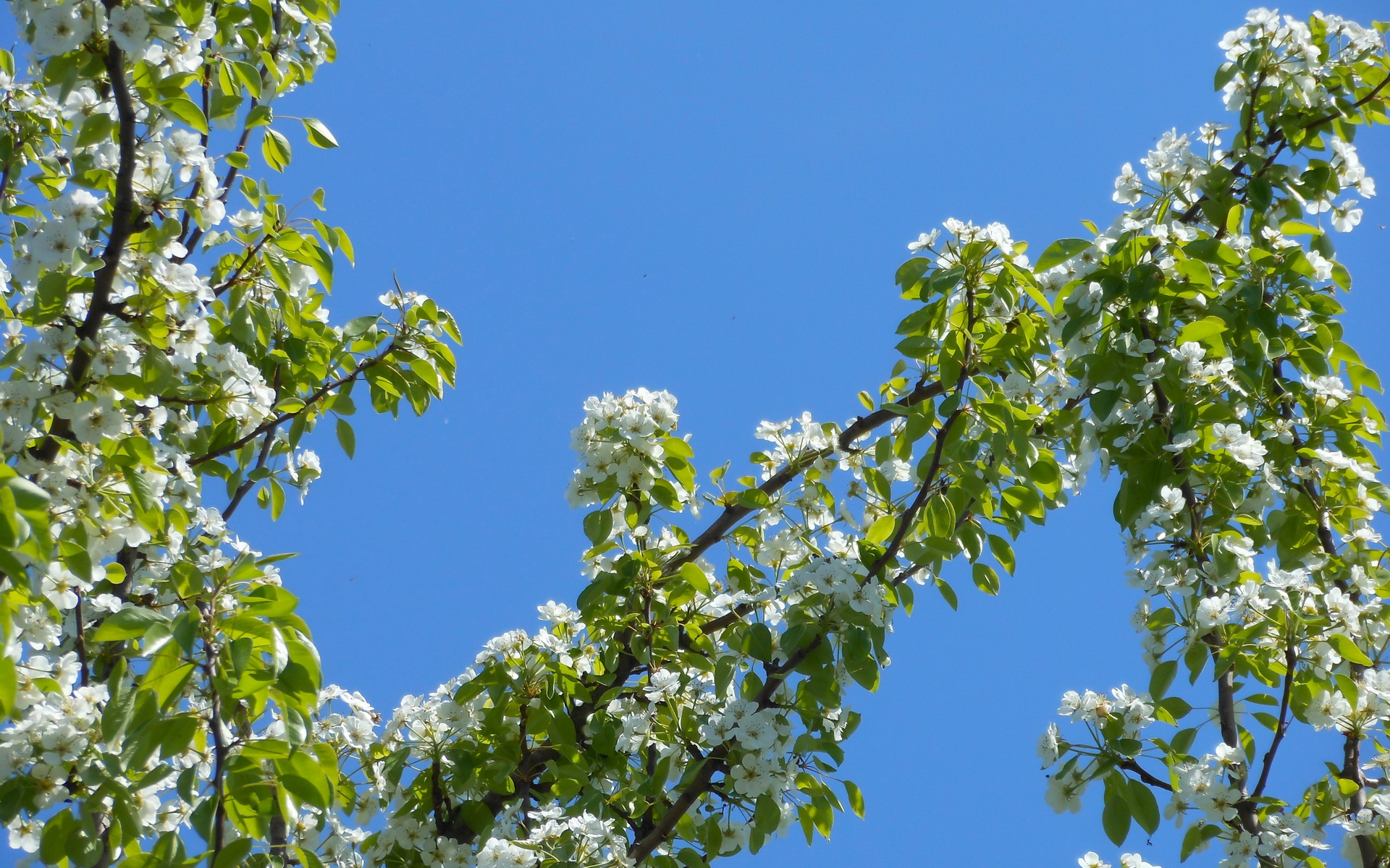 Laden Sie das Ast, Erde/natur-Bild kostenlos auf Ihren PC-Desktop herunter