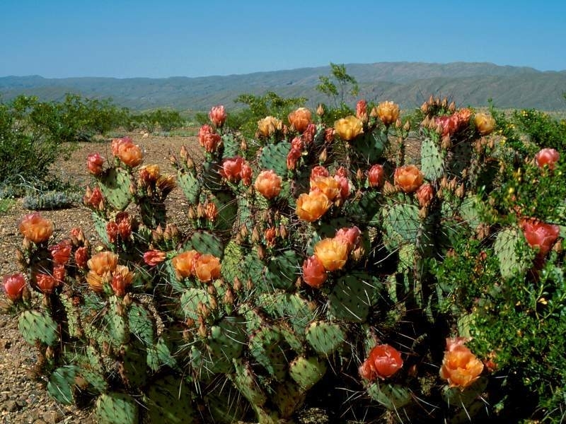 landscape, cactuses HD wallpaper