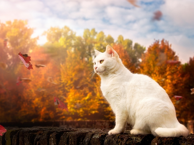 Download mobile wallpaper Cats, Cat, Leaf, Fall, Animal for free.