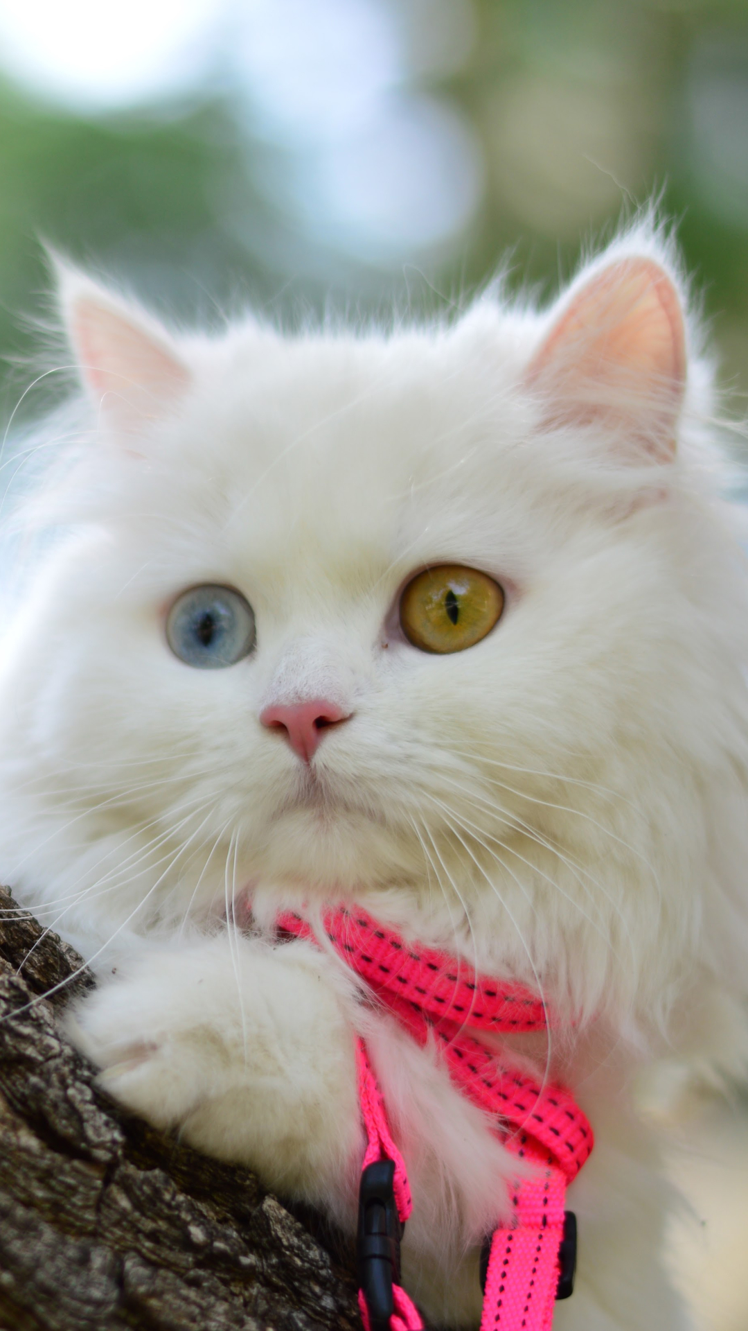 Download mobile wallpaper Cats, Cat, Animal, Heterochromia for free.