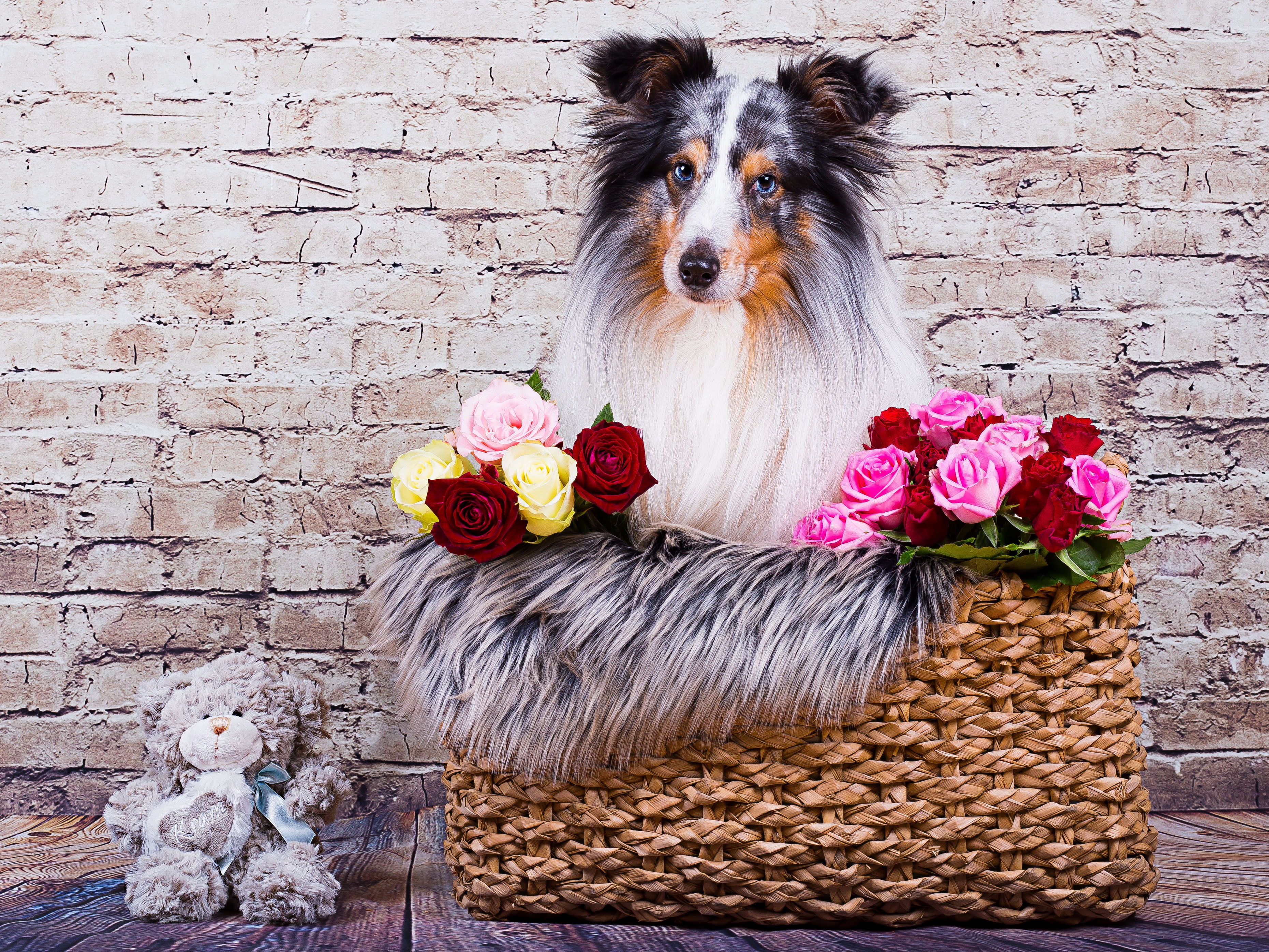 Download mobile wallpaper Dogs, Dog, Animal, Shetland Sheepdog, Stuffed Animal for free.
