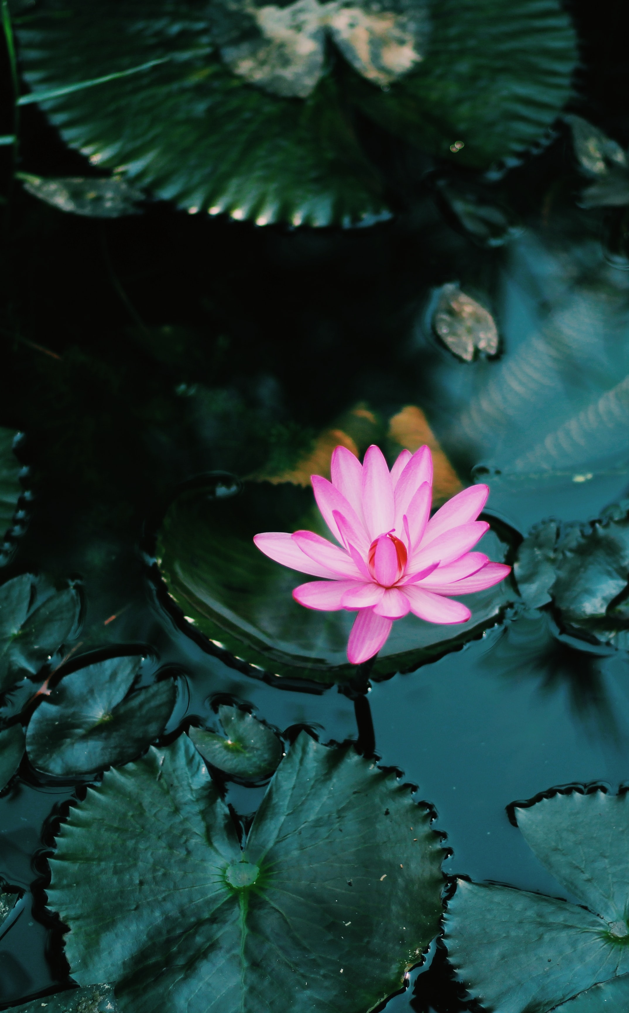 lotus, water, flowers, pink, flower, plant Full HD