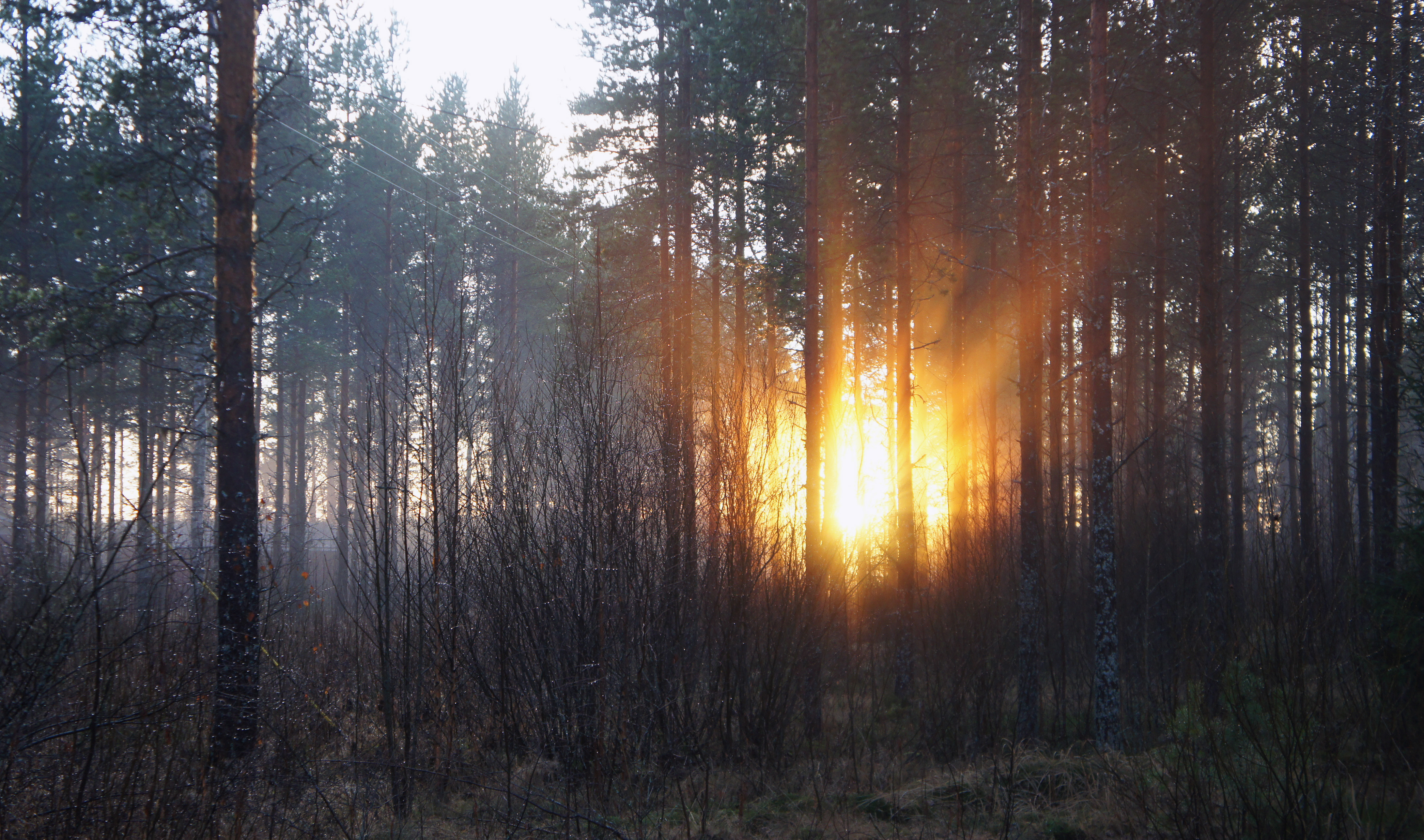 PCデスクトップに秋, 自然, 木, 森, 夜明け, 森林画像を無料でダウンロード