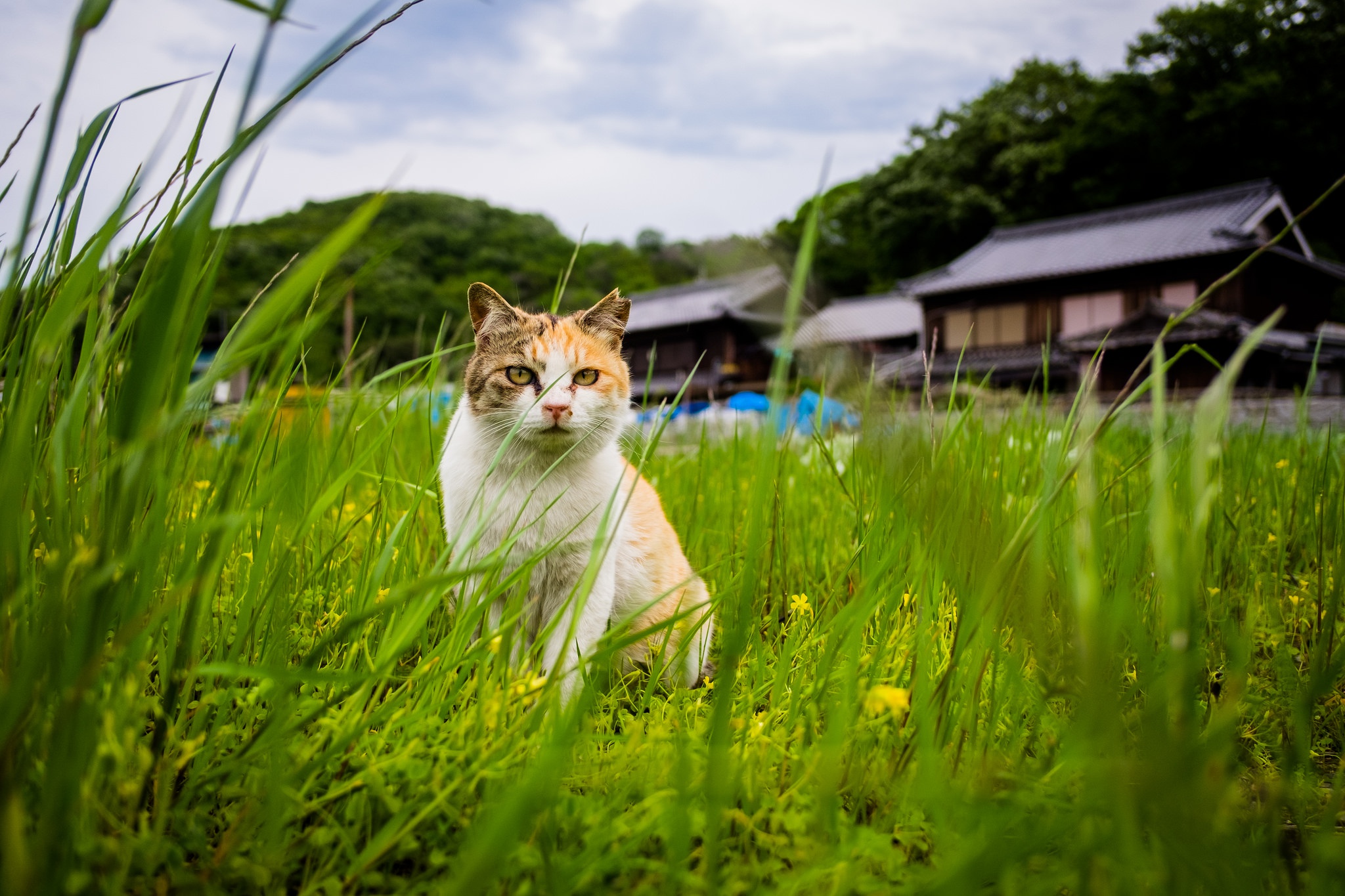 Handy-Wallpaper Tiere, Katzen, Katze, Gras kostenlos herunterladen.