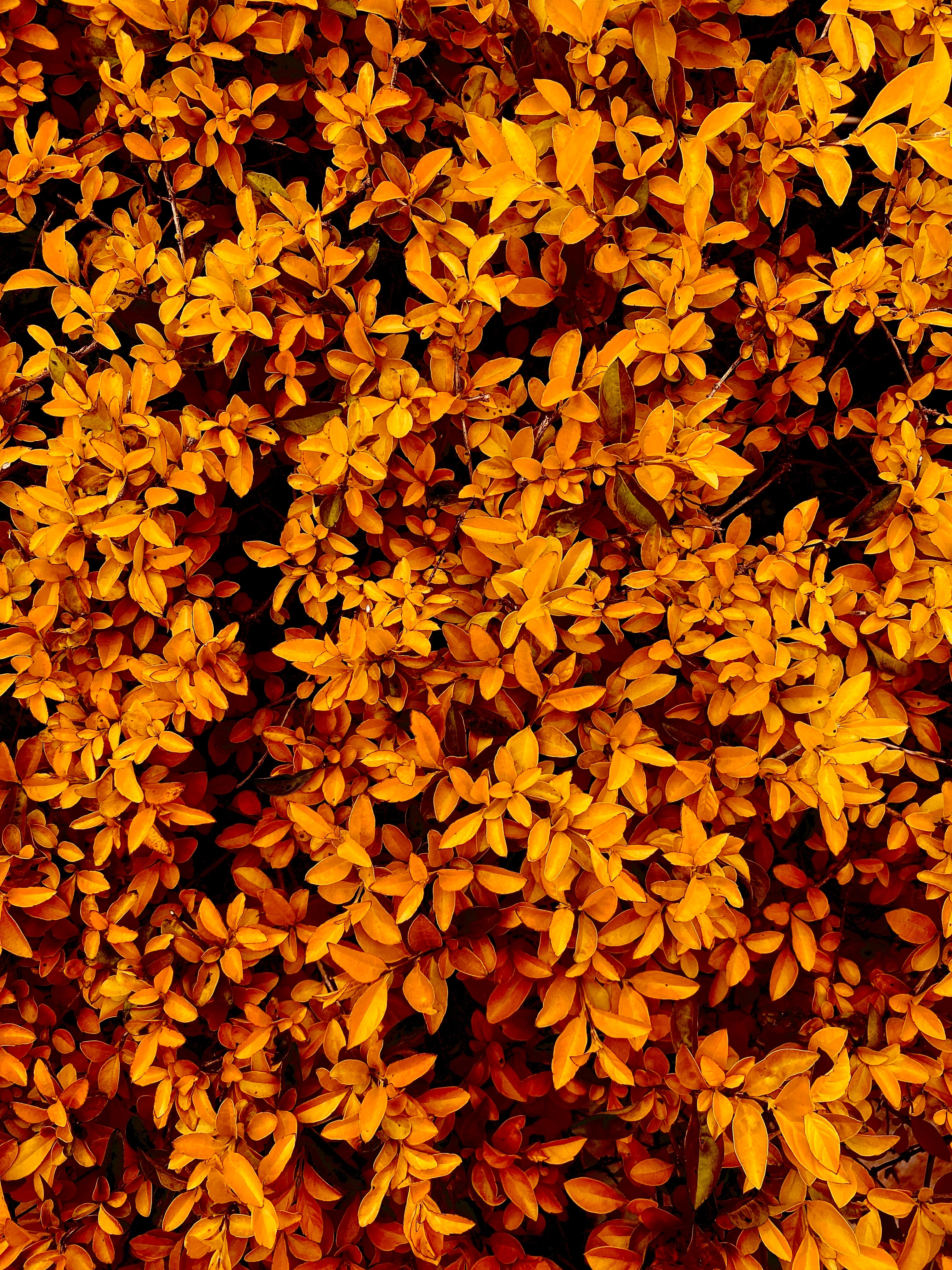 Handy-Wallpaper Natur, Bush, Geäst, Zweige, Blätter, Herbst kostenlos herunterladen.
