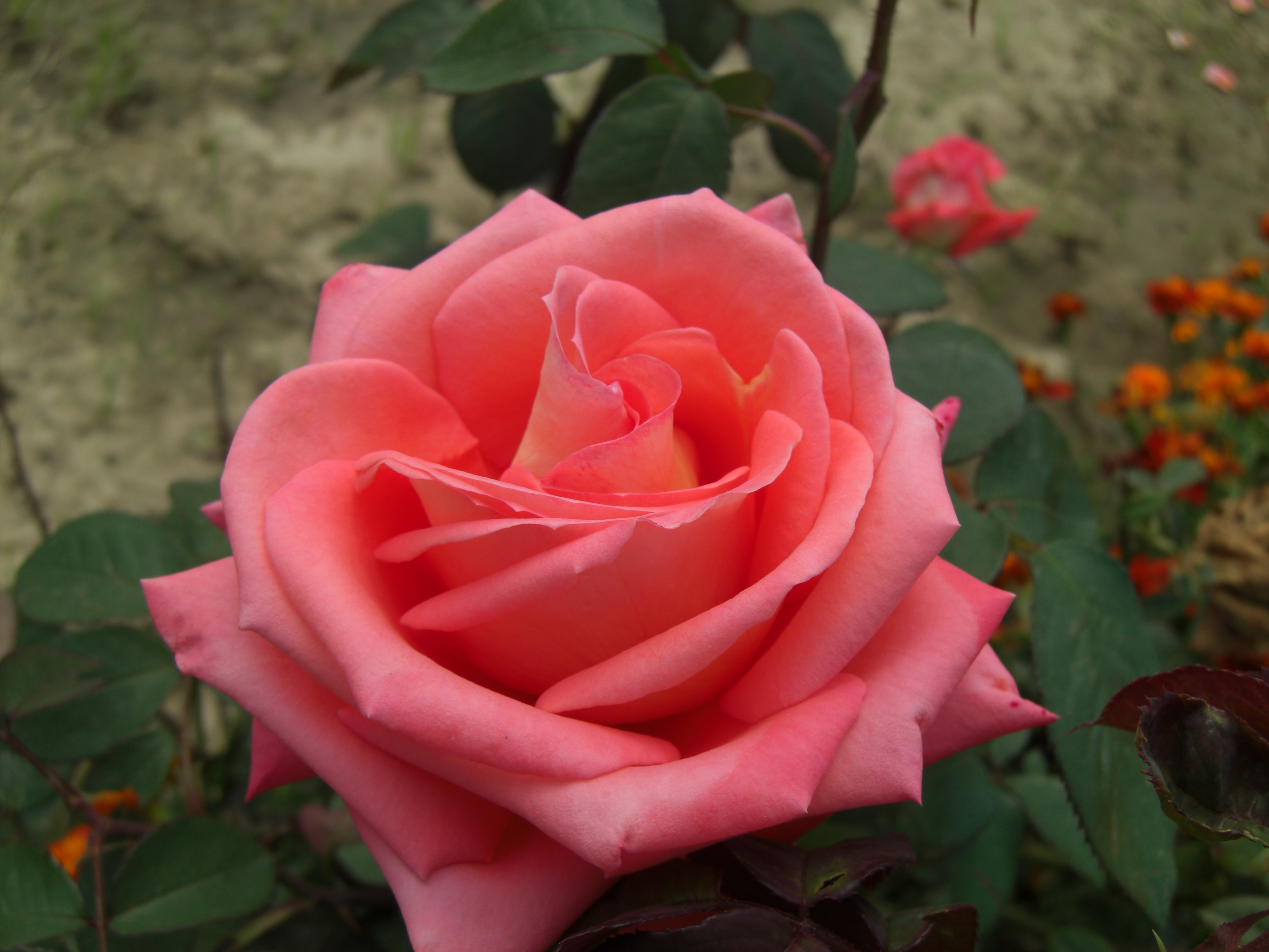 Descarga gratis la imagen Flores, Rosa, Tierra/naturaleza en el escritorio de tu PC