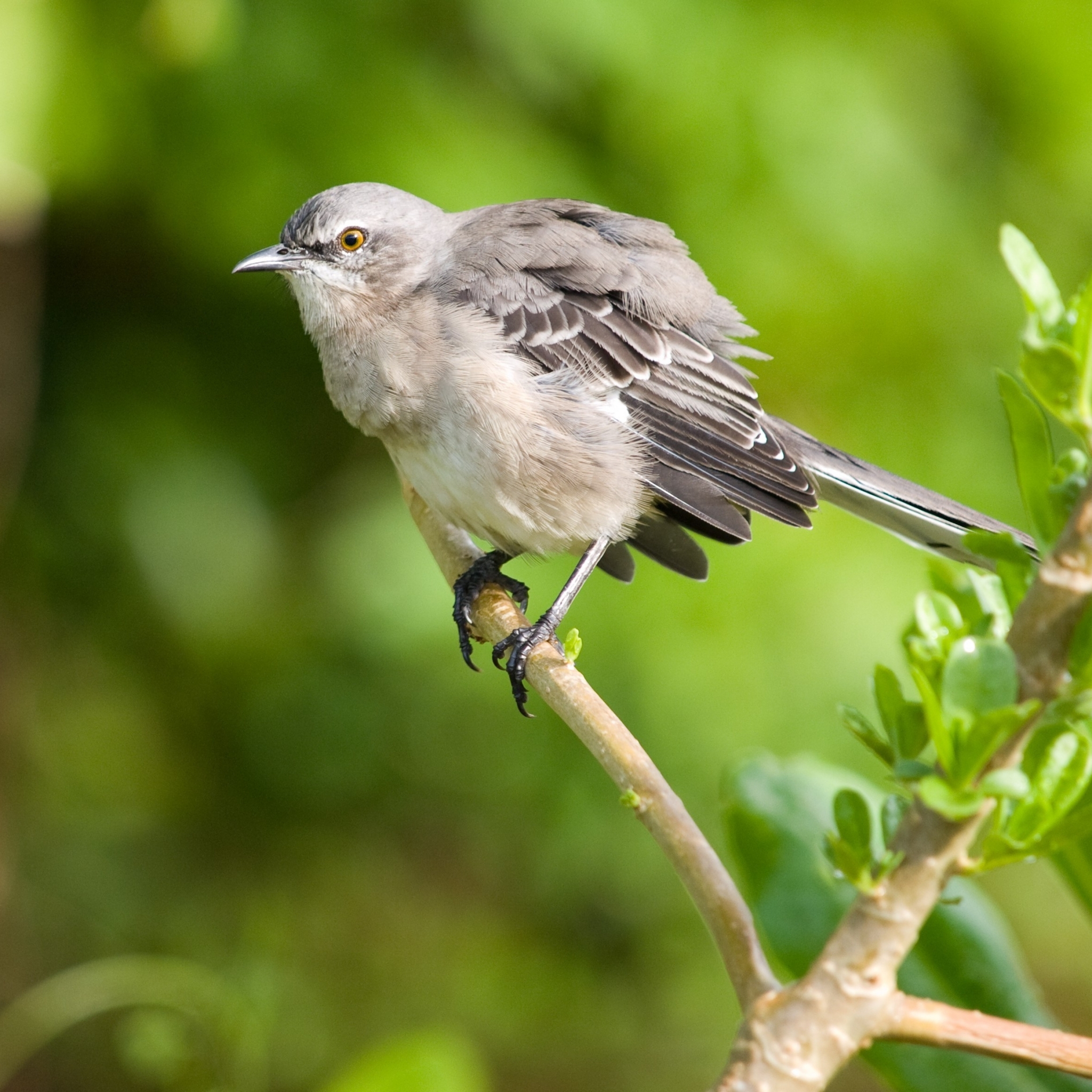 Baixar papel de parede para celular de Animais, Aves, Pássaro gratuito.