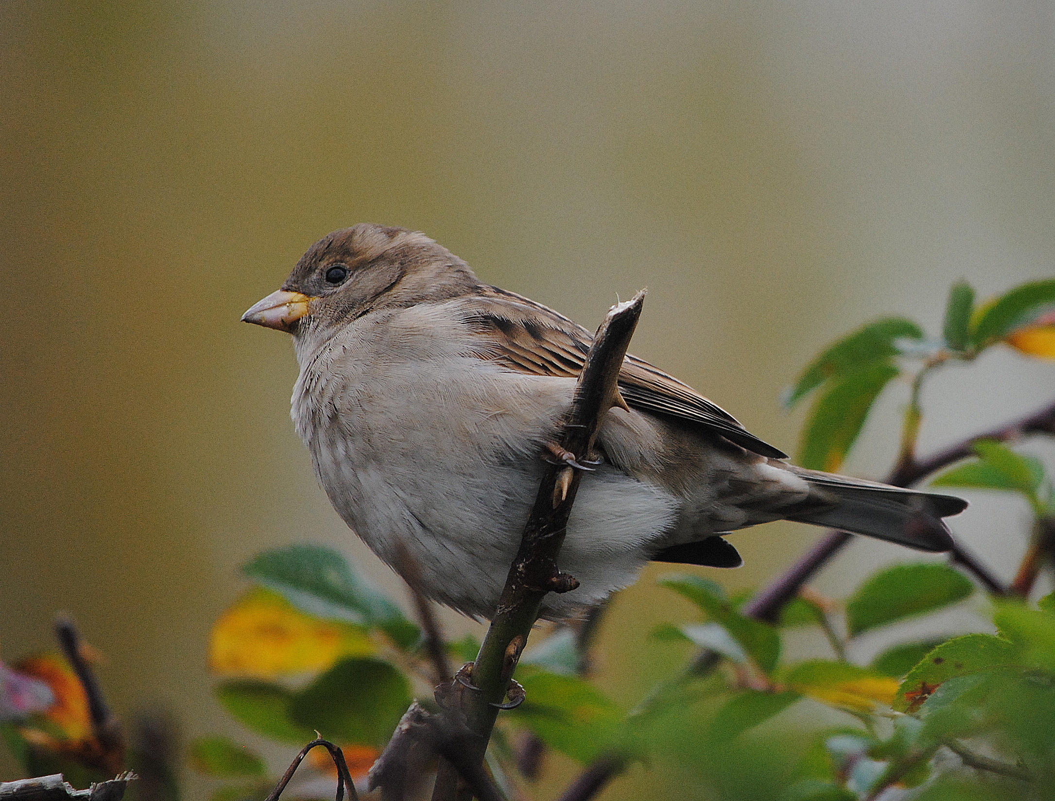 Free download wallpaper Birds, Bird, Animal on your PC desktop