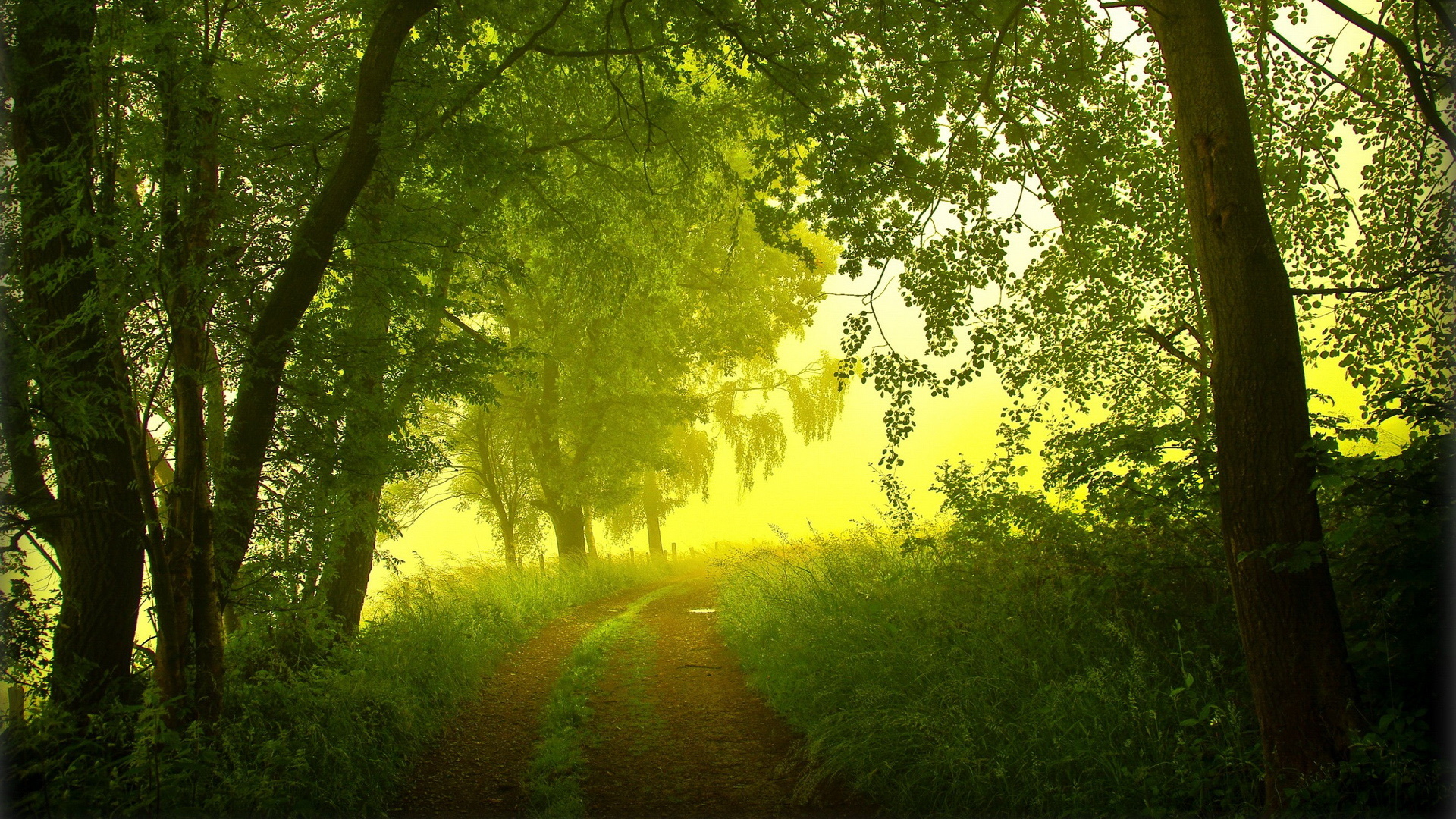 Free download wallpaper Landscape, Road, Forest, Tree, Fog, Earth, Path on your PC desktop