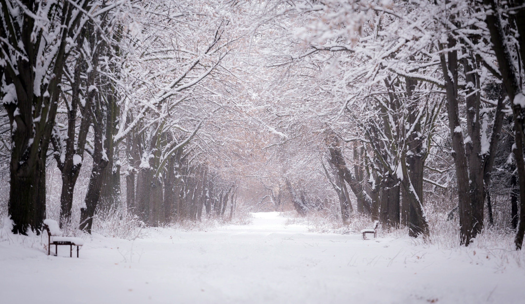 PCデスクトップに冬, 木, 雪, 道, 公園, ベンチ, 写真撮影, 並木道画像を無料でダウンロード