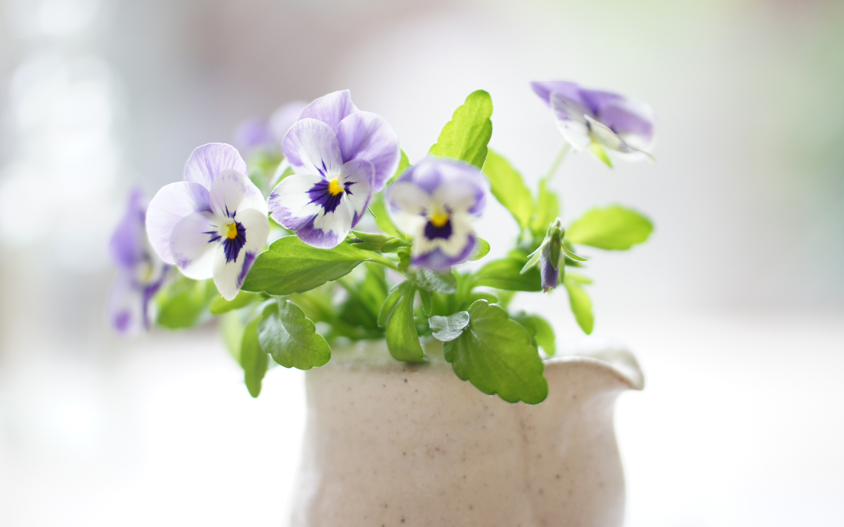 Free download wallpaper Flower, Man Made, Pansy on your PC desktop