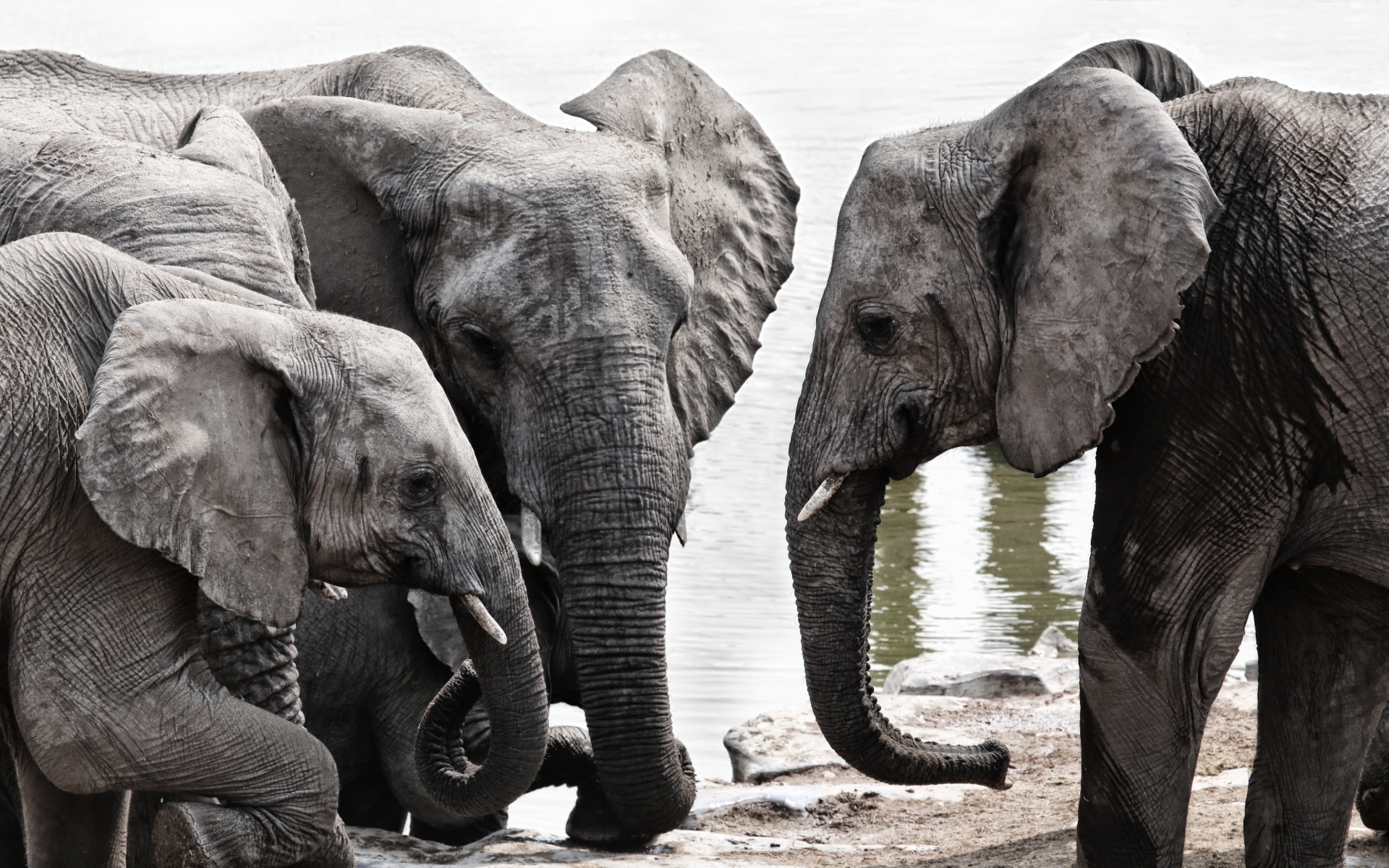 Laden Sie das Afrikanischer Elefant, Elefanten, Tiere-Bild kostenlos auf Ihren PC-Desktop herunter