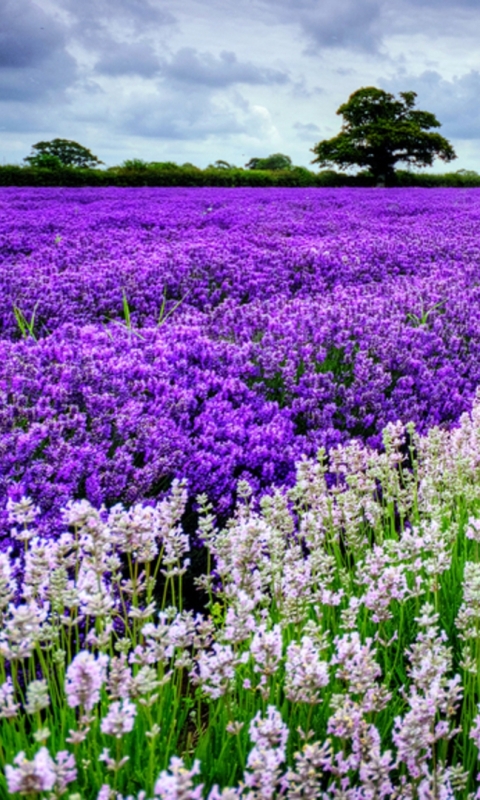 Download mobile wallpaper Nature, Flowers, Flower, Earth, Lavender for free.