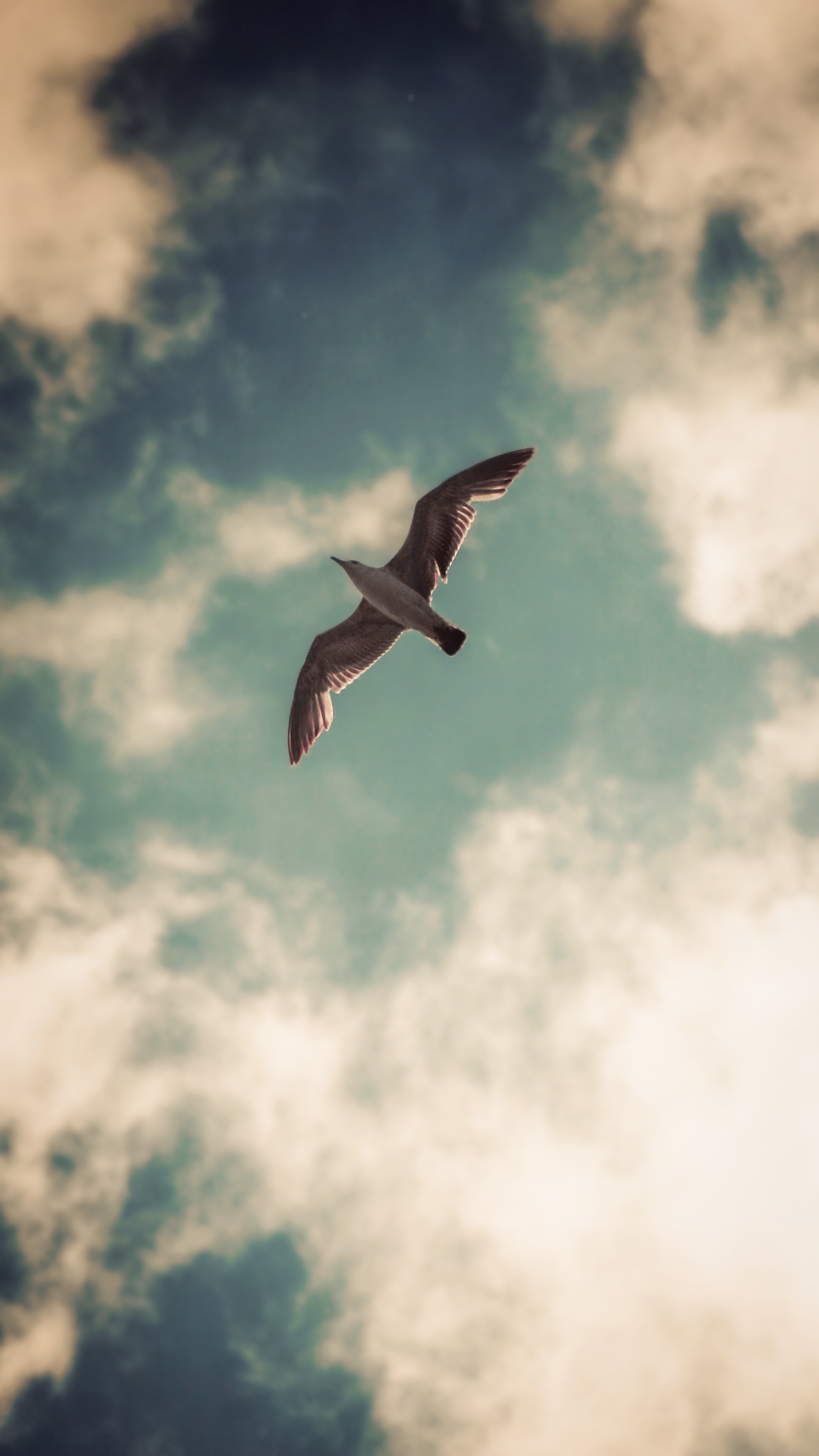 Free download wallpaper Animals, Sky, Gull, Clouds, Bird, Seagull, Wings on your PC desktop