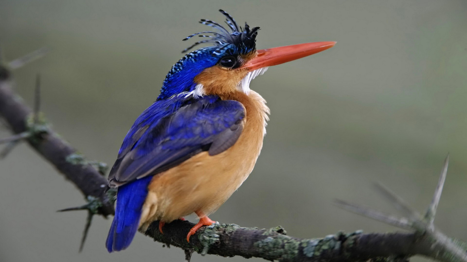 Descarga gratis la imagen Animales, Martín Pescador, Aves en el escritorio de tu PC