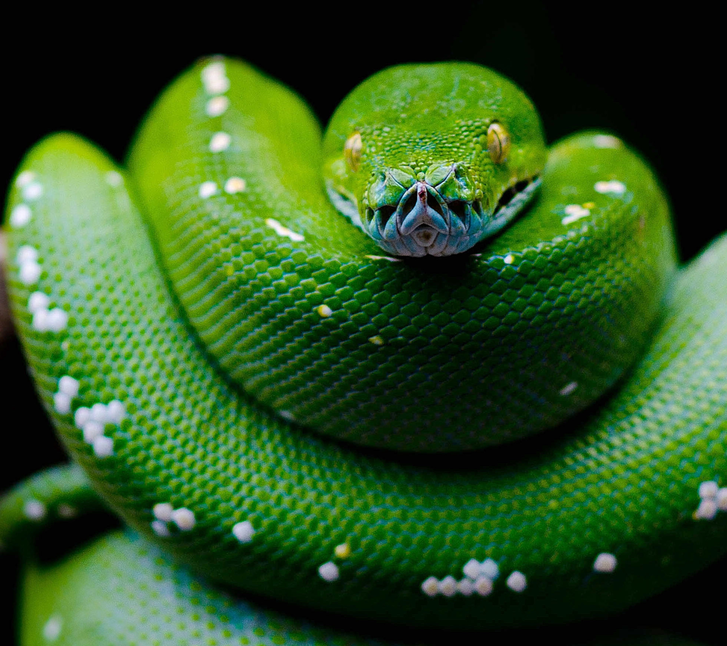 Скачати мобільні шпалери Тварина, Змія, Рептилії, Python безкоштовно.