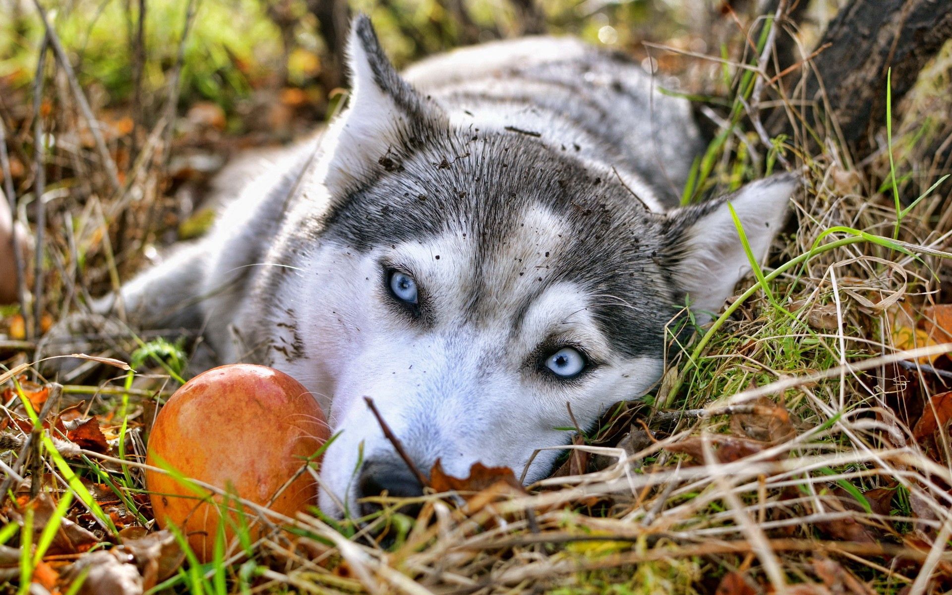 animals, grass, to lie down, lie, sadness, husky, sorrow, expectation, waiting download HD wallpaper