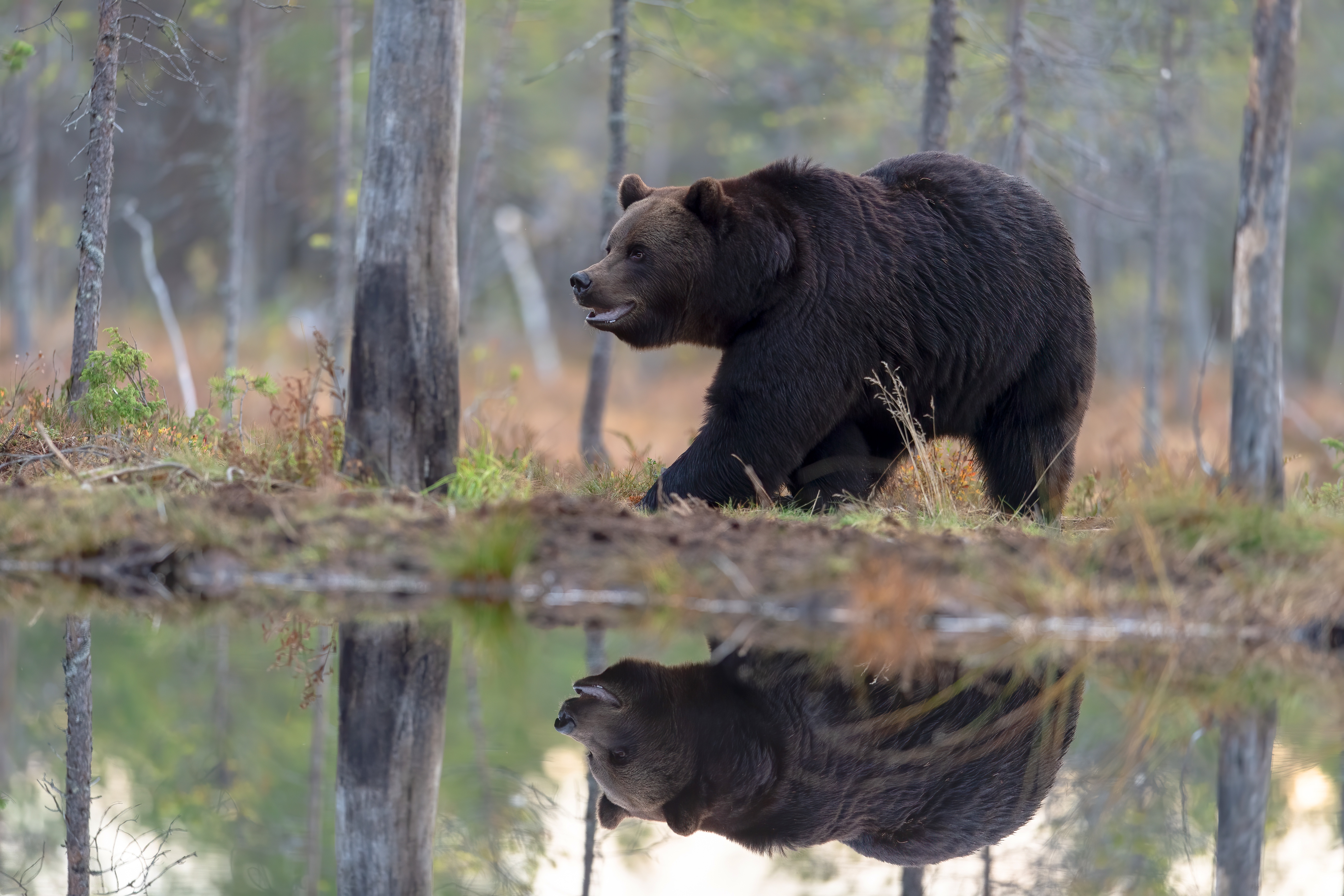 Baixe gratuitamente a imagem Animais, Urso, Ursos, Reflecção na área de trabalho do seu PC