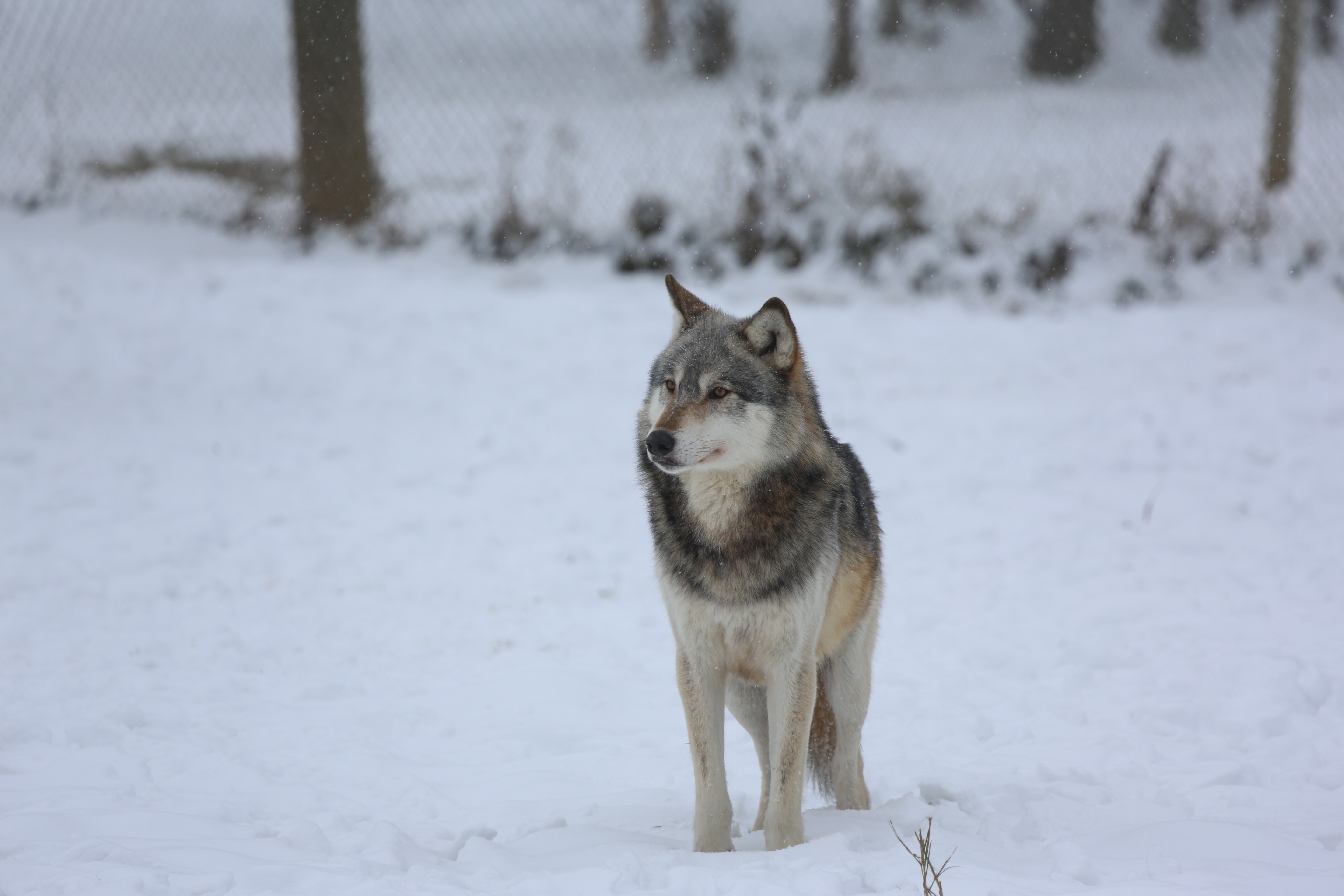 Download mobile wallpaper Fence, Snow, Predator, Grey, Animals, Wolf for free.