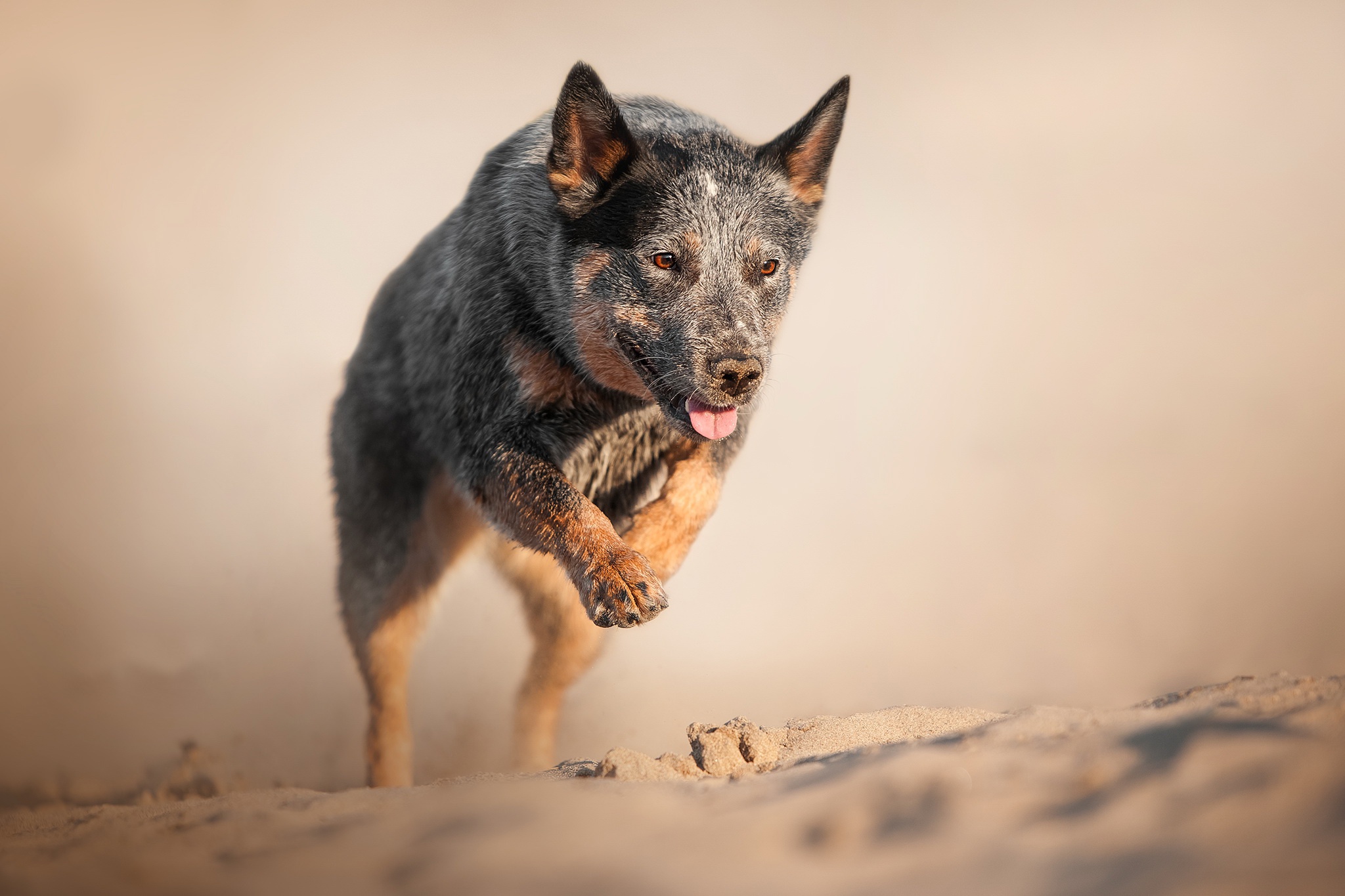 Скачать обои бесплатно Животные, Собаки, Песок, Собака, Австралийская Пастушья Собака картинка на рабочий стол ПК