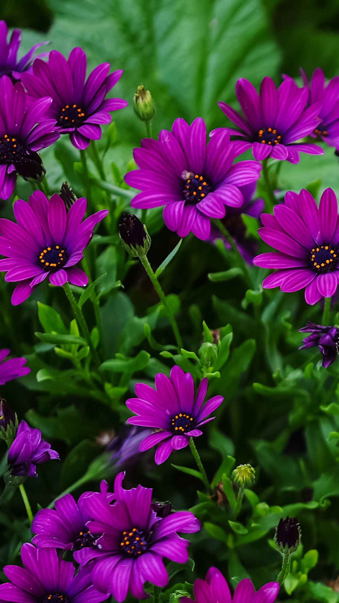 Download mobile wallpaper Nature, Flower, Earth, Daisy, African Daisy, Purple Flower for free.