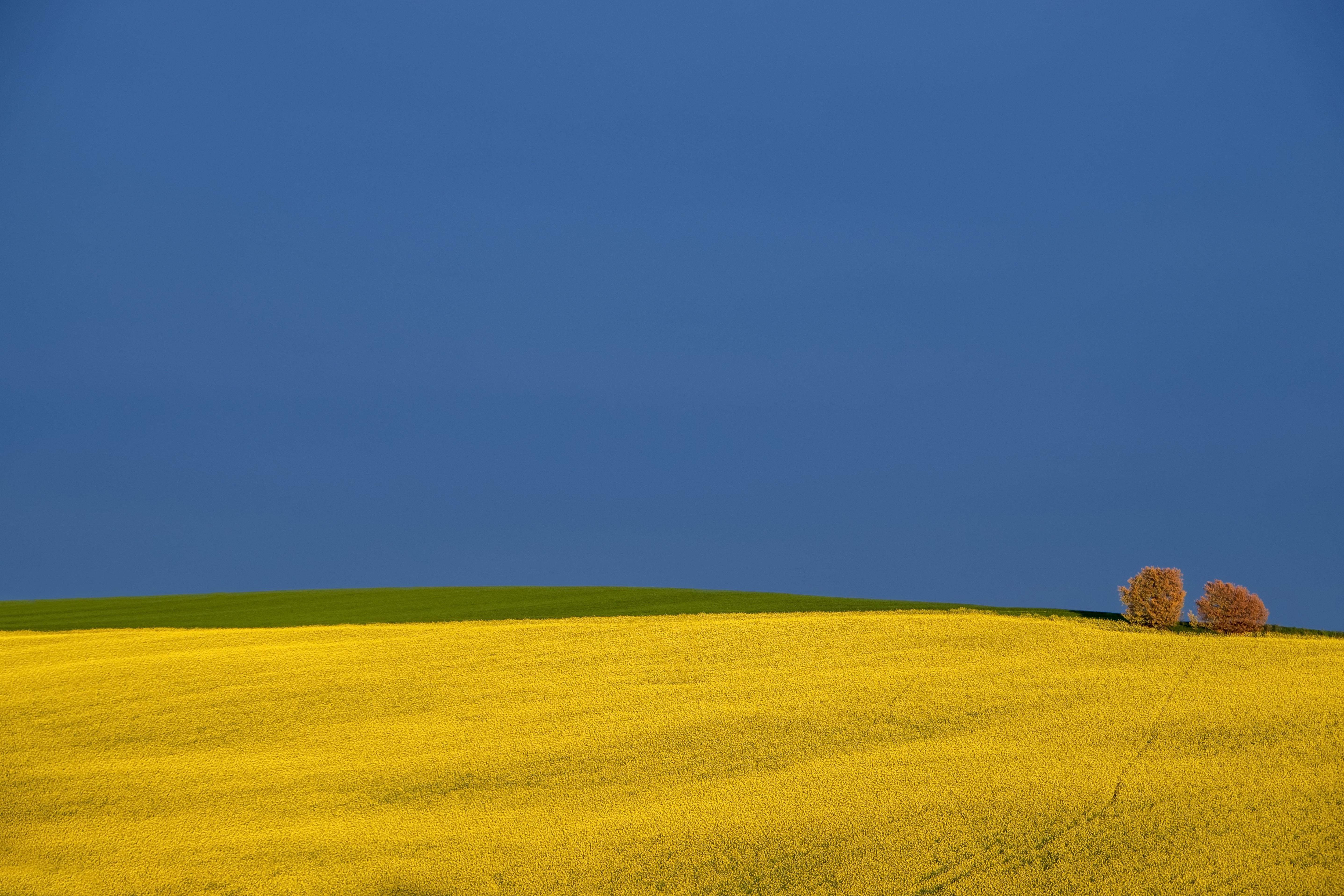 Download mobile wallpaper Sky, Italy, Tree, Earth, Field, Rapeseed for free.