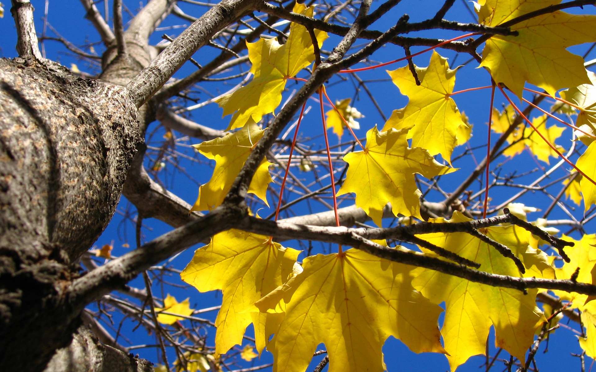 Descarga gratis la imagen Árbol, Tierra/naturaleza en el escritorio de tu PC