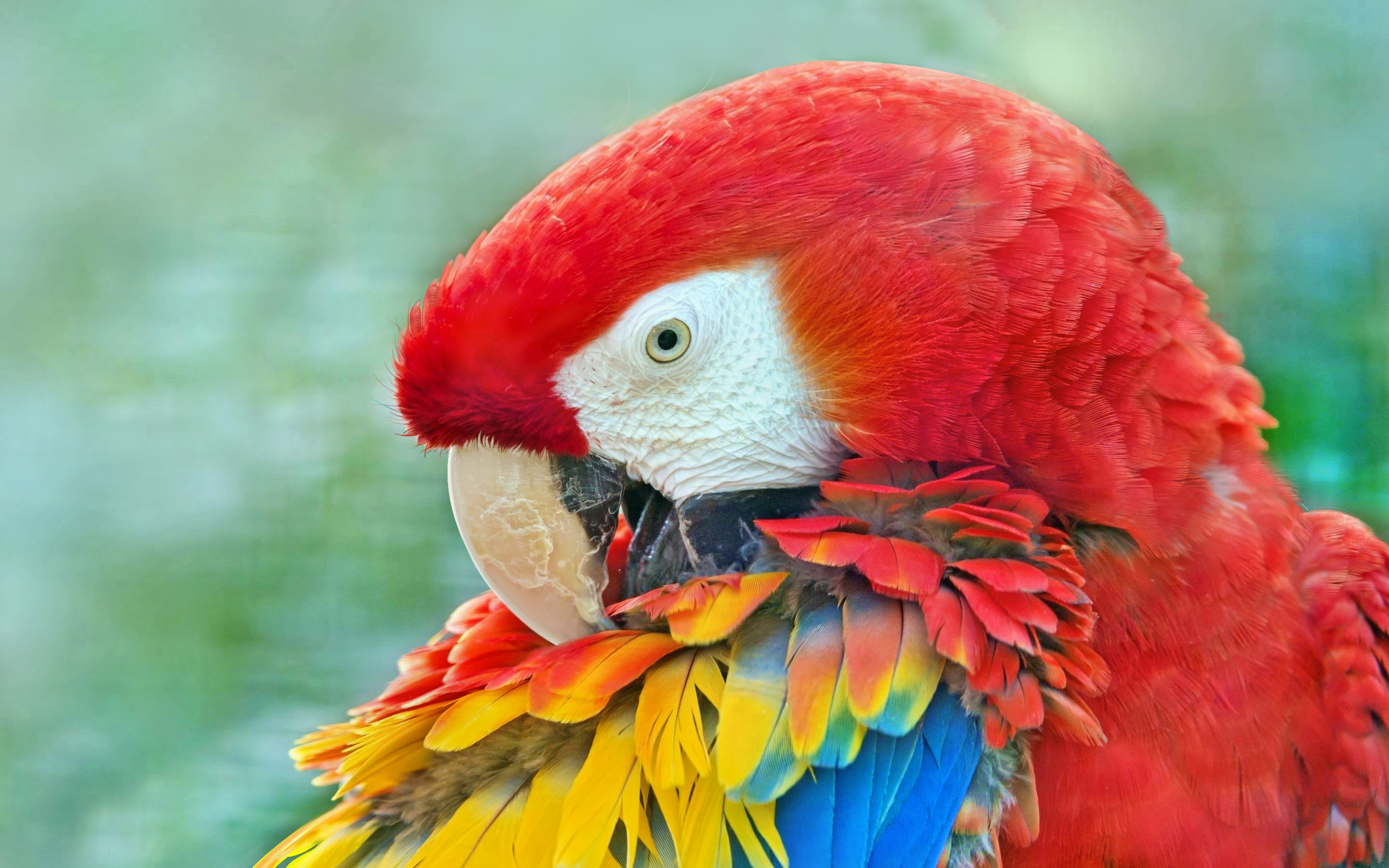 macaw, animal, scarlet macaw, bird, colorful, feather, birds