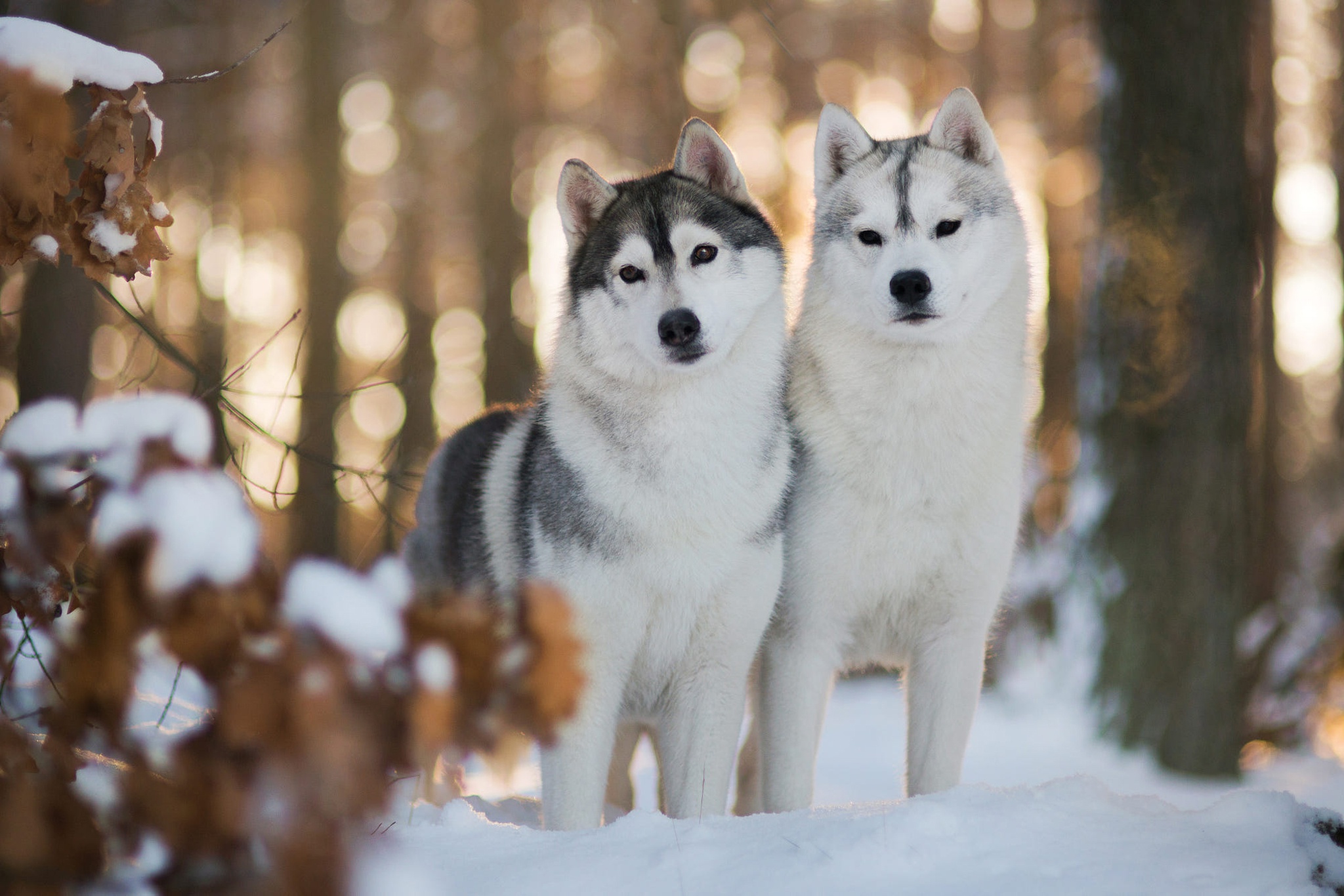 Free download wallpaper Winter, Dogs, Dog, Animal, Husky on your PC desktop