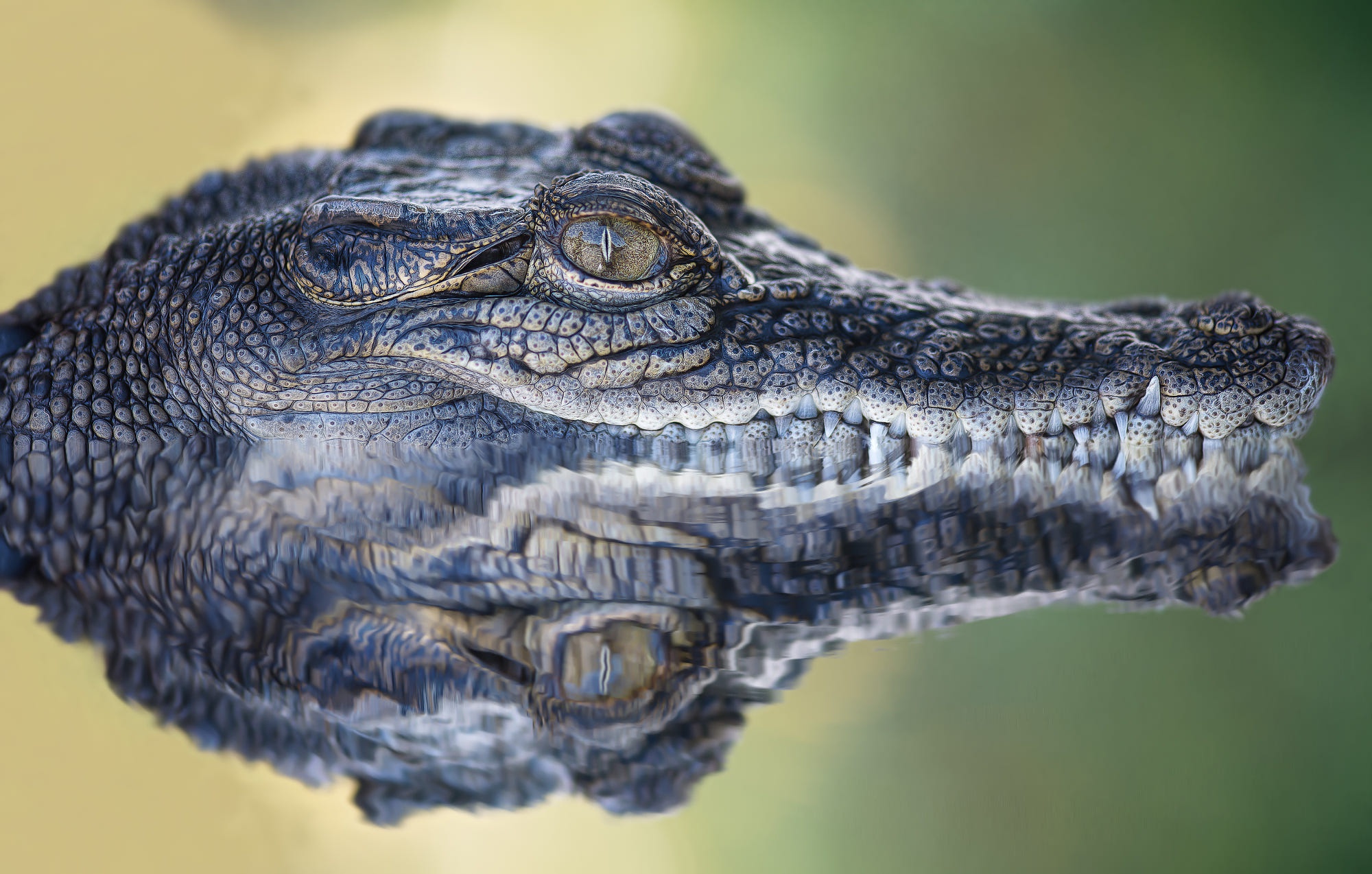 Download mobile wallpaper Reflection, Animal, Reptiles, Crocodile for free.