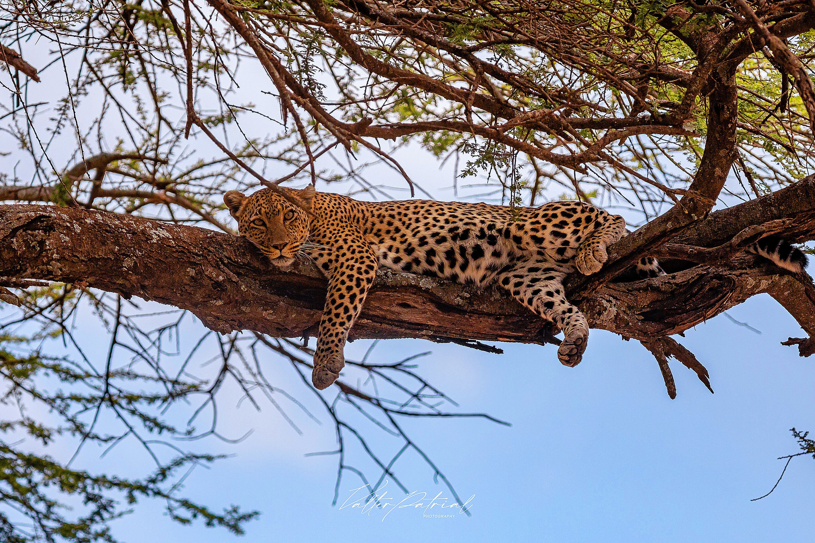 Baixe gratuitamente a imagem Animais, Gatos, Leopardo na área de trabalho do seu PC