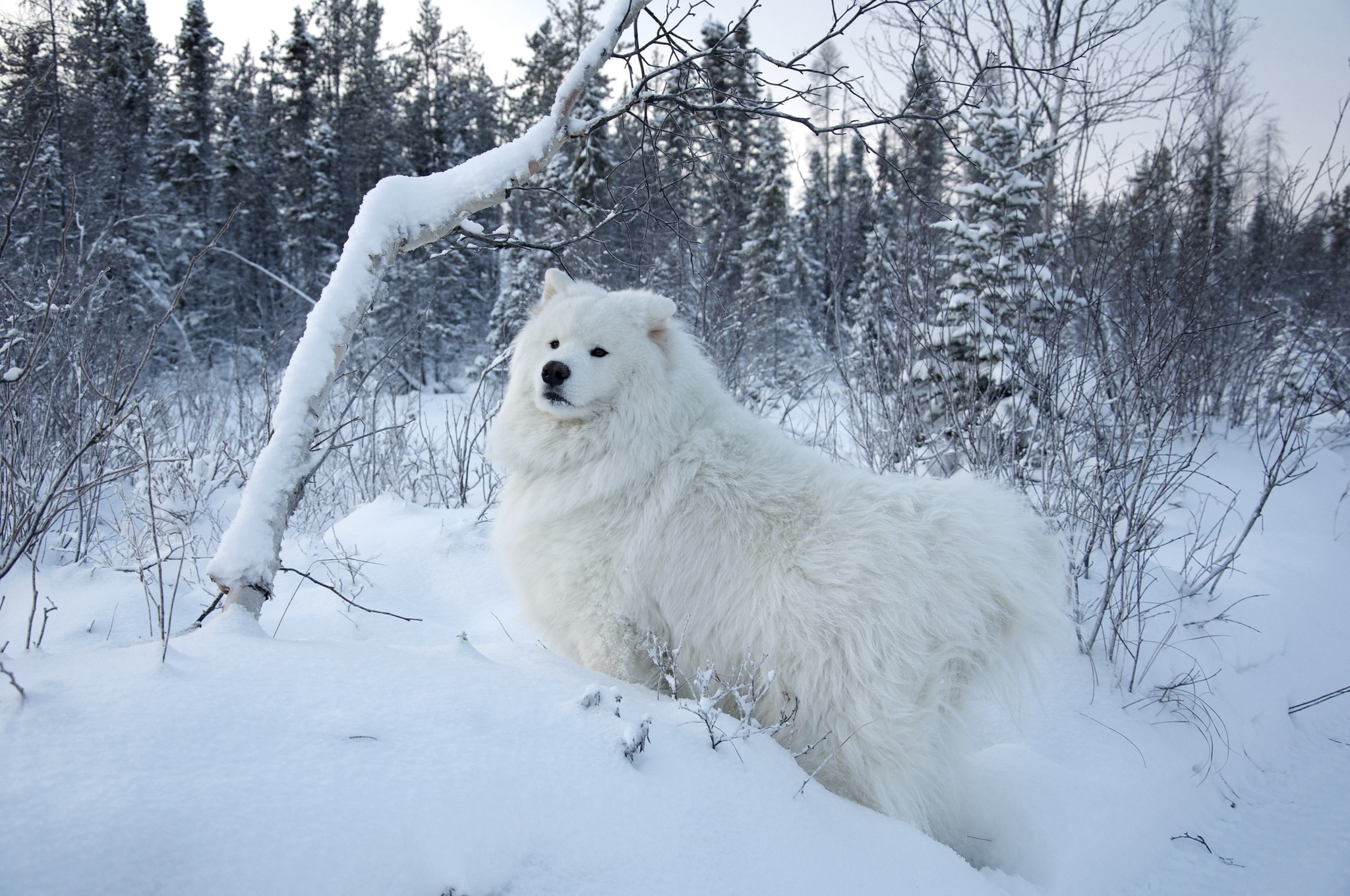 Скачати мобільні шпалери Тварини, Сніг, Пес, Ліс, Собака, Зима безкоштовно.