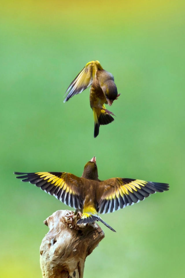 Download mobile wallpaper Birds, Bird, Animal, Goldfinch for free.