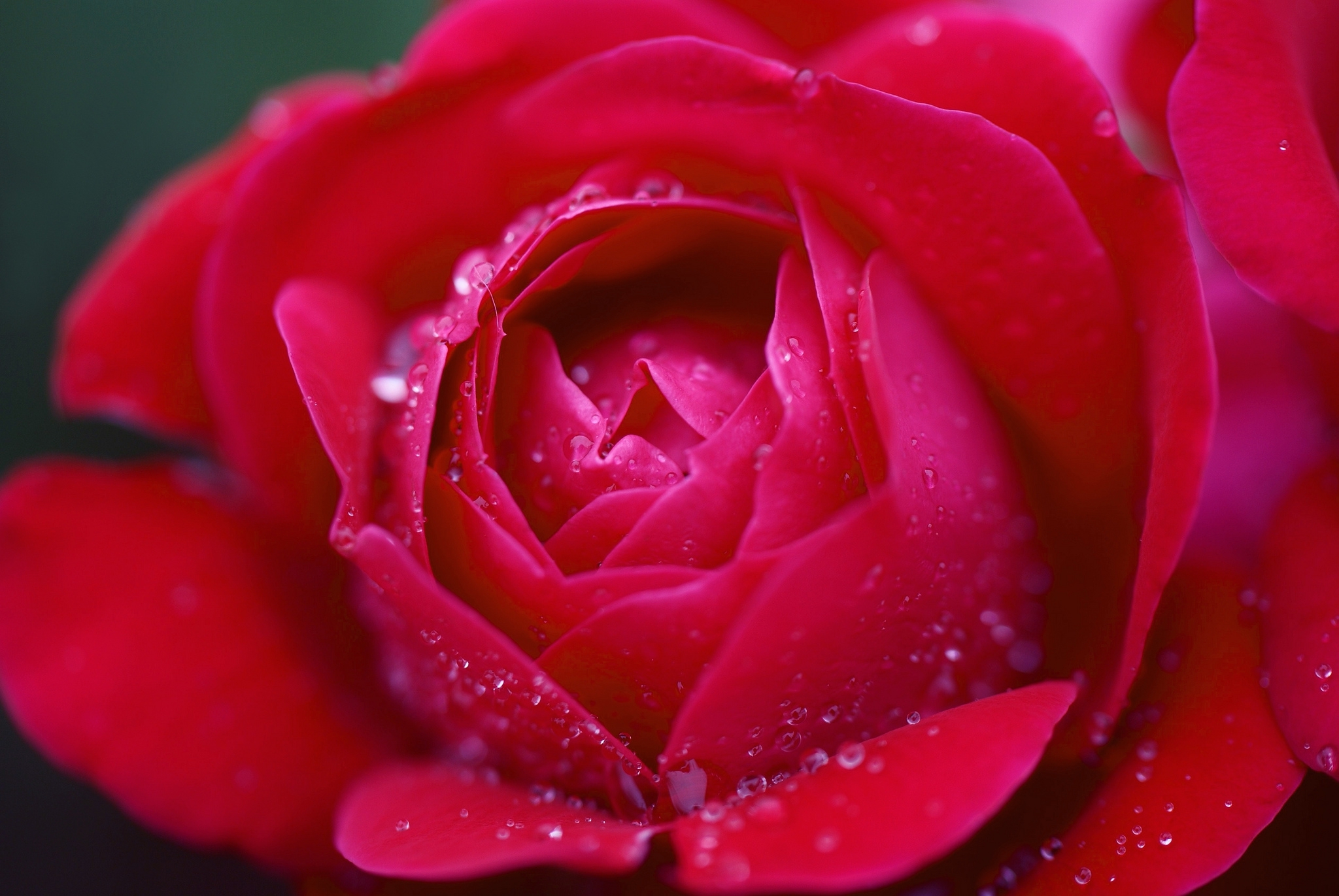 Téléchargez gratuitement l'image Fleurs, Rose, Terre/nature sur le bureau de votre PC