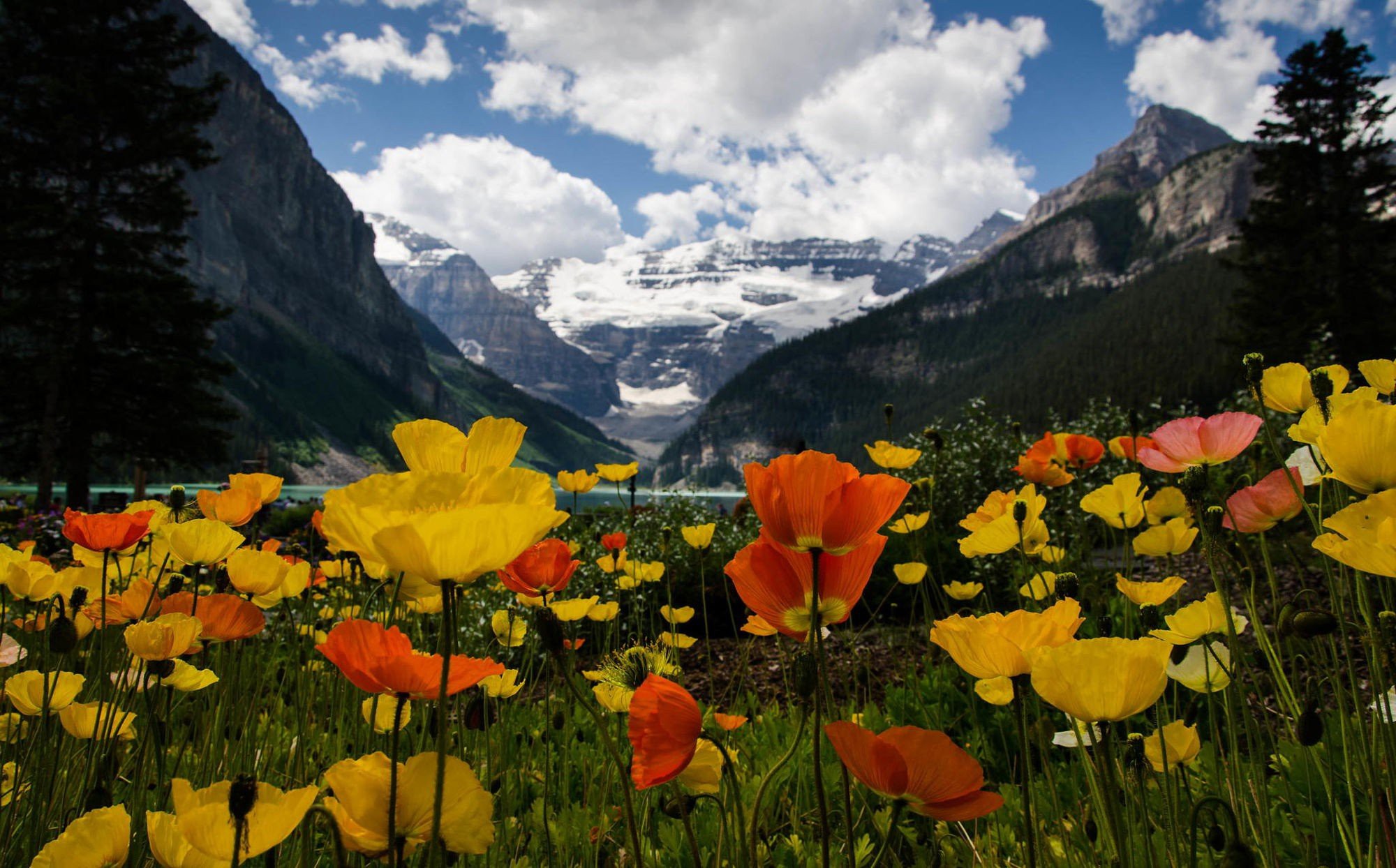 Laden Sie das Blumen, Mohn, Blume, Gebirge, Gelbe Blume, Erde/natur, Orangene Blume-Bild kostenlos auf Ihren PC-Desktop herunter