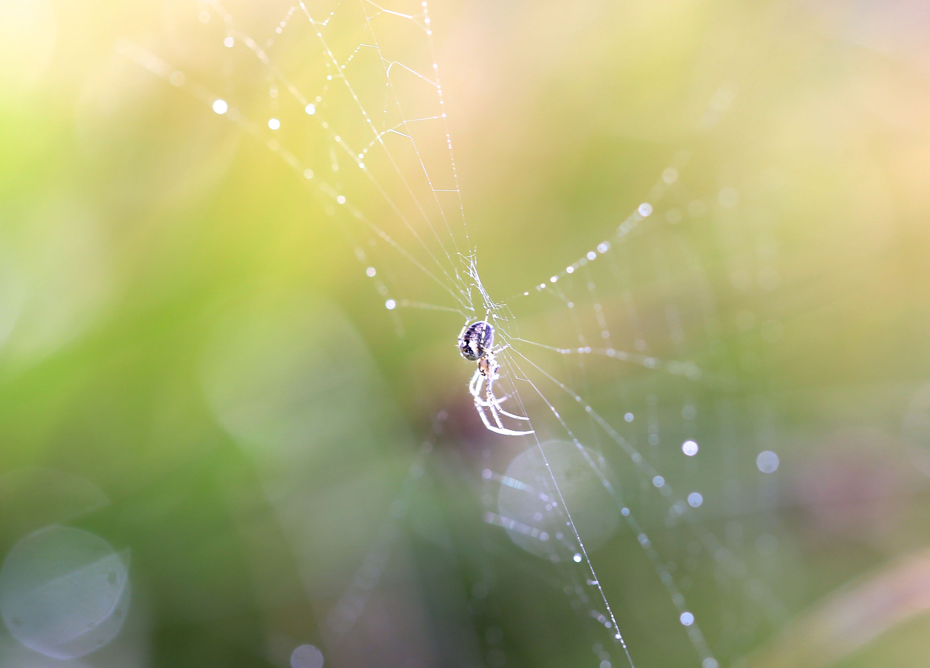 Free download wallpaper Spiders, Macro, Animal, Bokeh, Spider, Sunny, Spider Web on your PC desktop