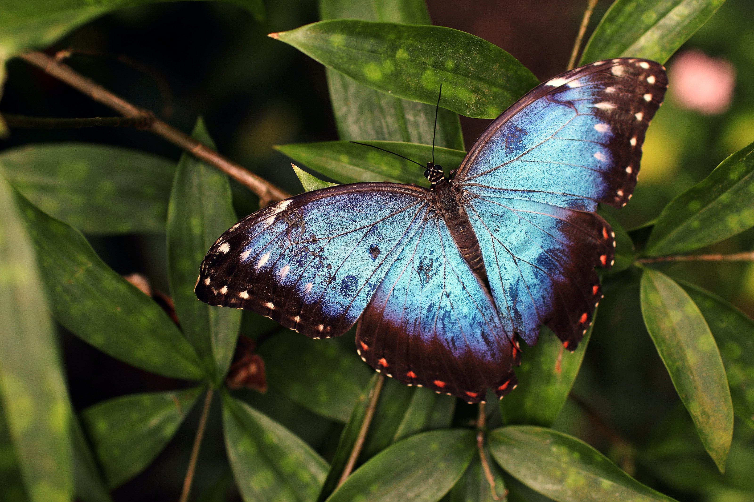 Descarga gratuita de fondo de pantalla para móvil de Animales, Insecto, Mariposa, Alas, Macrofotografía.