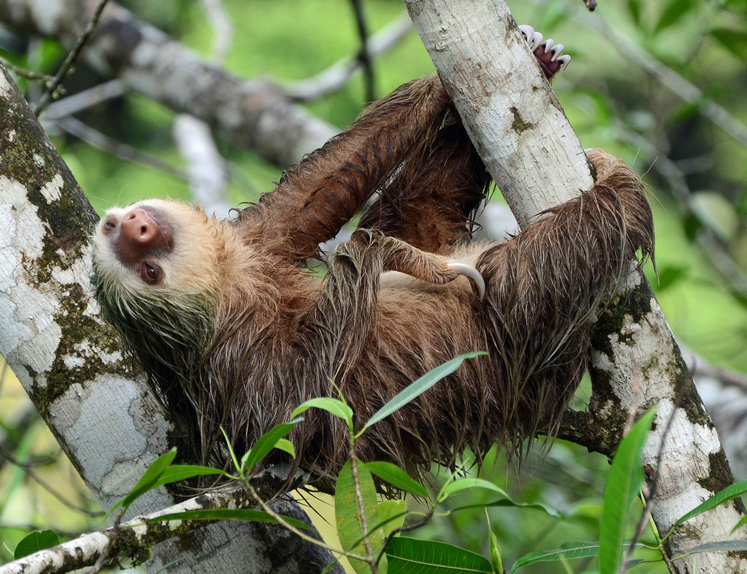 animal, sloth