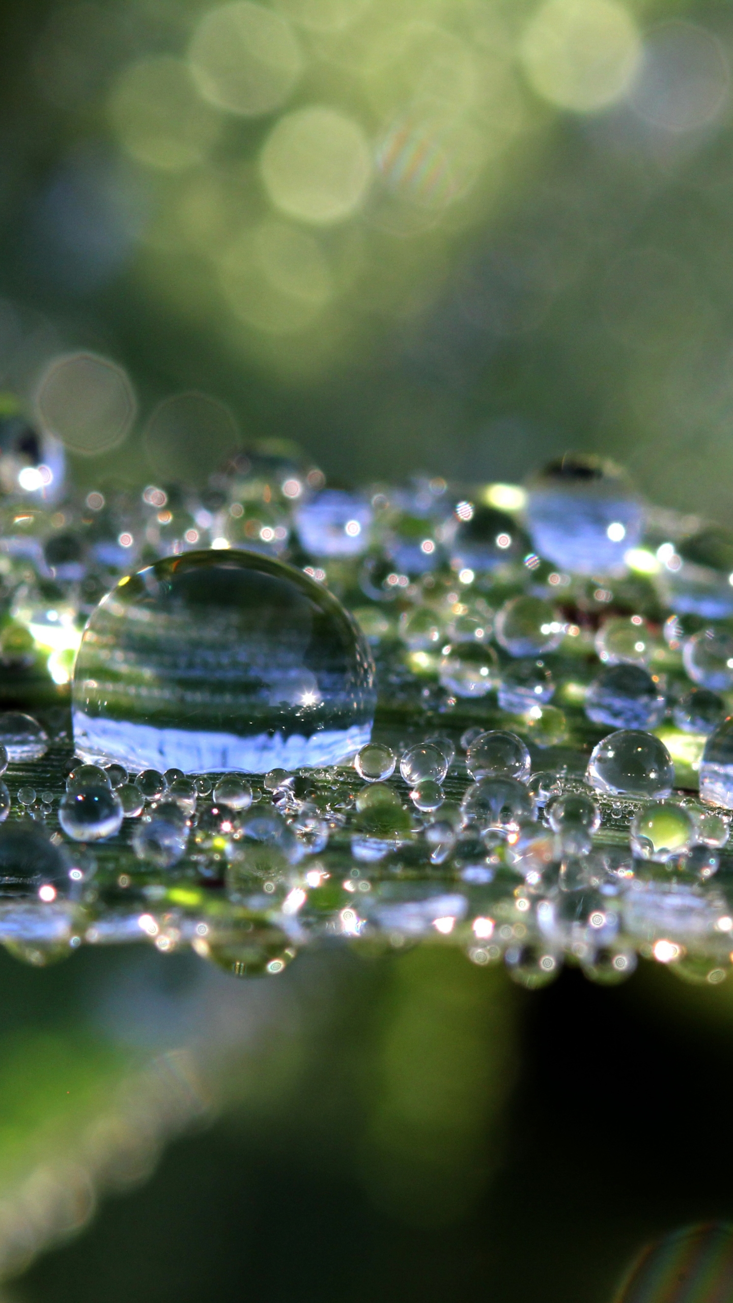 Handy-Wallpaper Natur, Makro, Wassertropfen, Erde/natur, Spiegelung, Betrachtung kostenlos herunterladen.