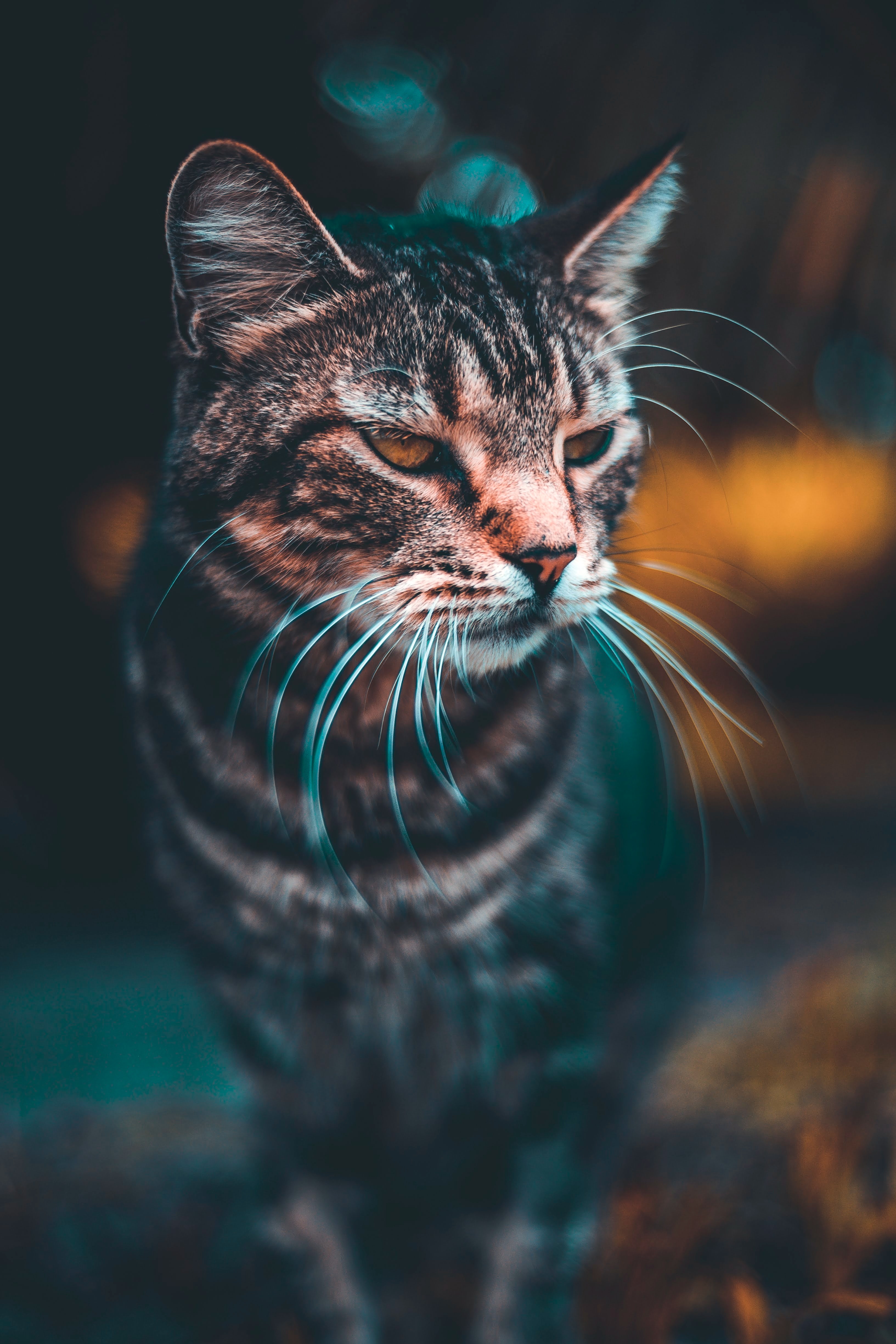 cat, blur, animals, muzzle, smooth, sight, opinion cellphone