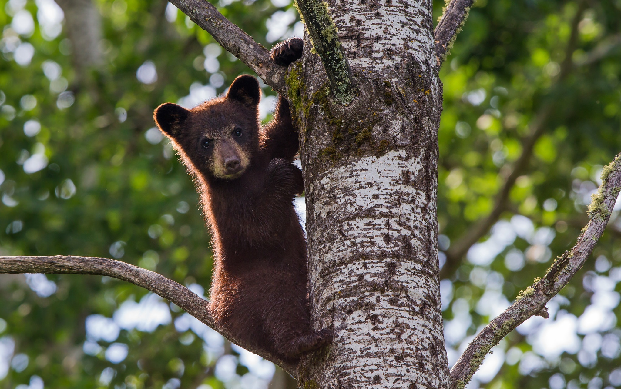 Download mobile wallpaper Bears, Bear, Animal, Bokeh, Baby Animal, Cub for free.