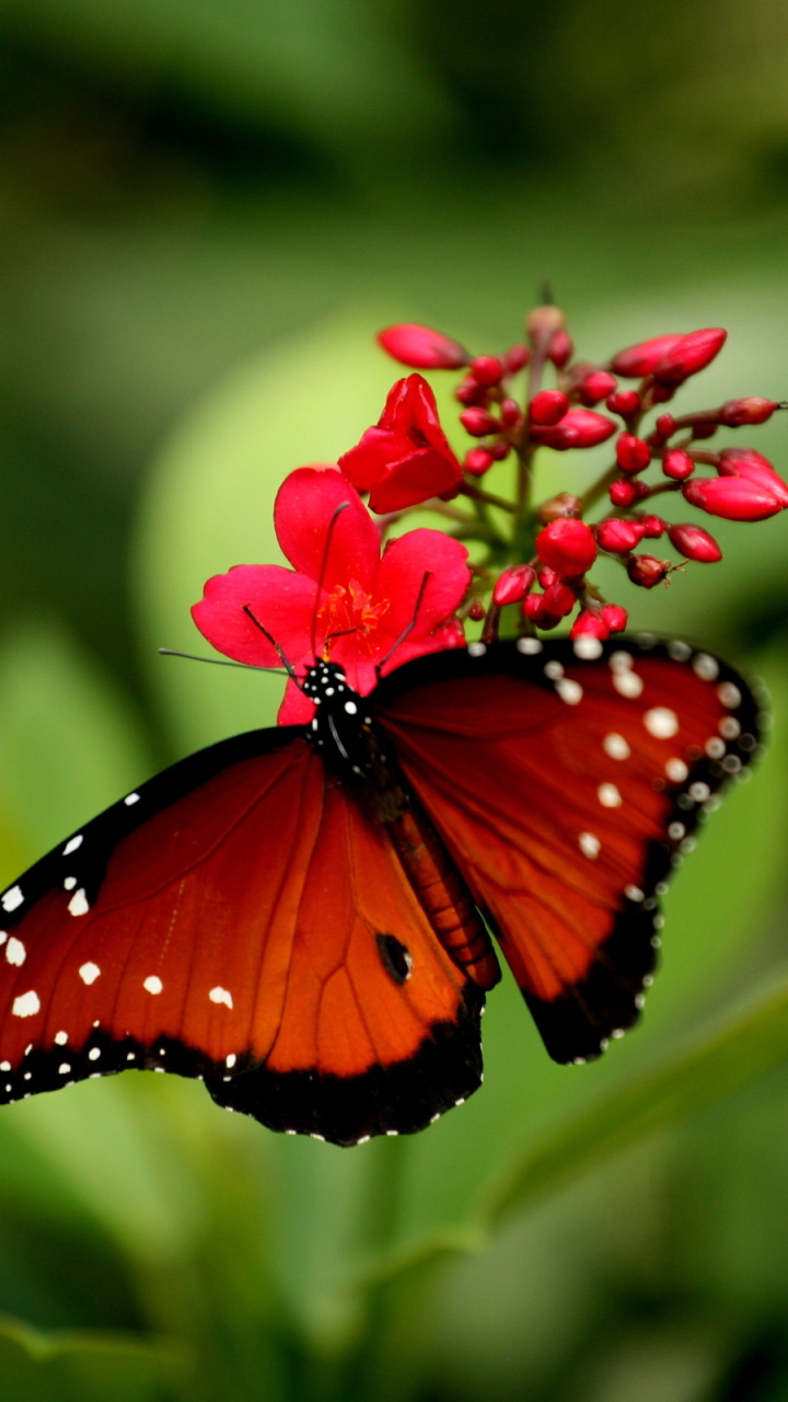 Download mobile wallpaper Butterfly, Animal for free.