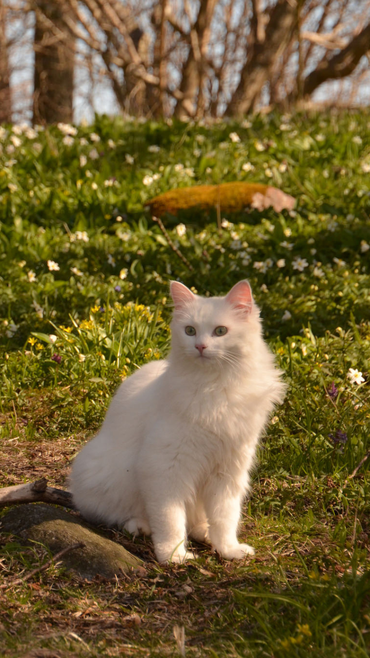 Baixar papel de parede para celular de Animais, Gatos, Grama, Gato, Ensolarado, Flor Branca gratuito.