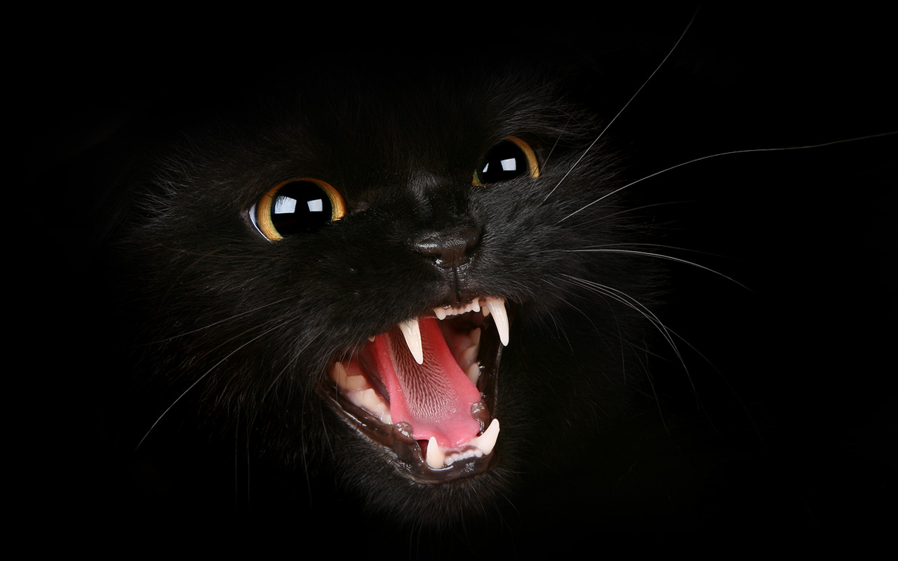 1434620 descargar fondo de pantalla animales, gato, negro, colmillos: protectores de pantalla e imágenes gratis