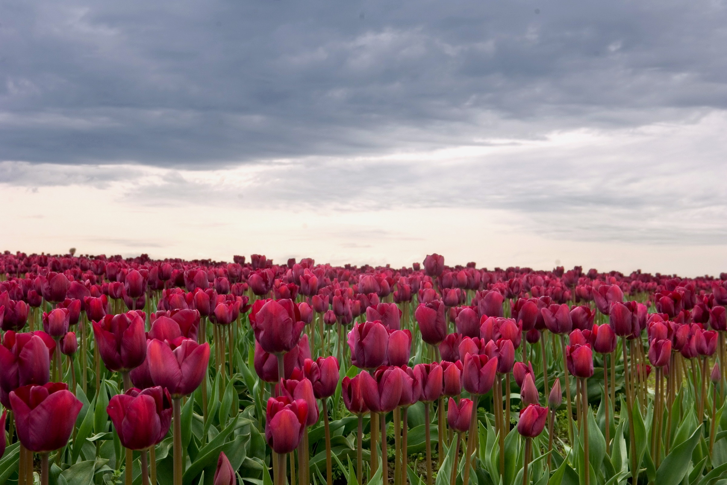 field, flowers, tulips, clouds, mainly cloudy, overcast