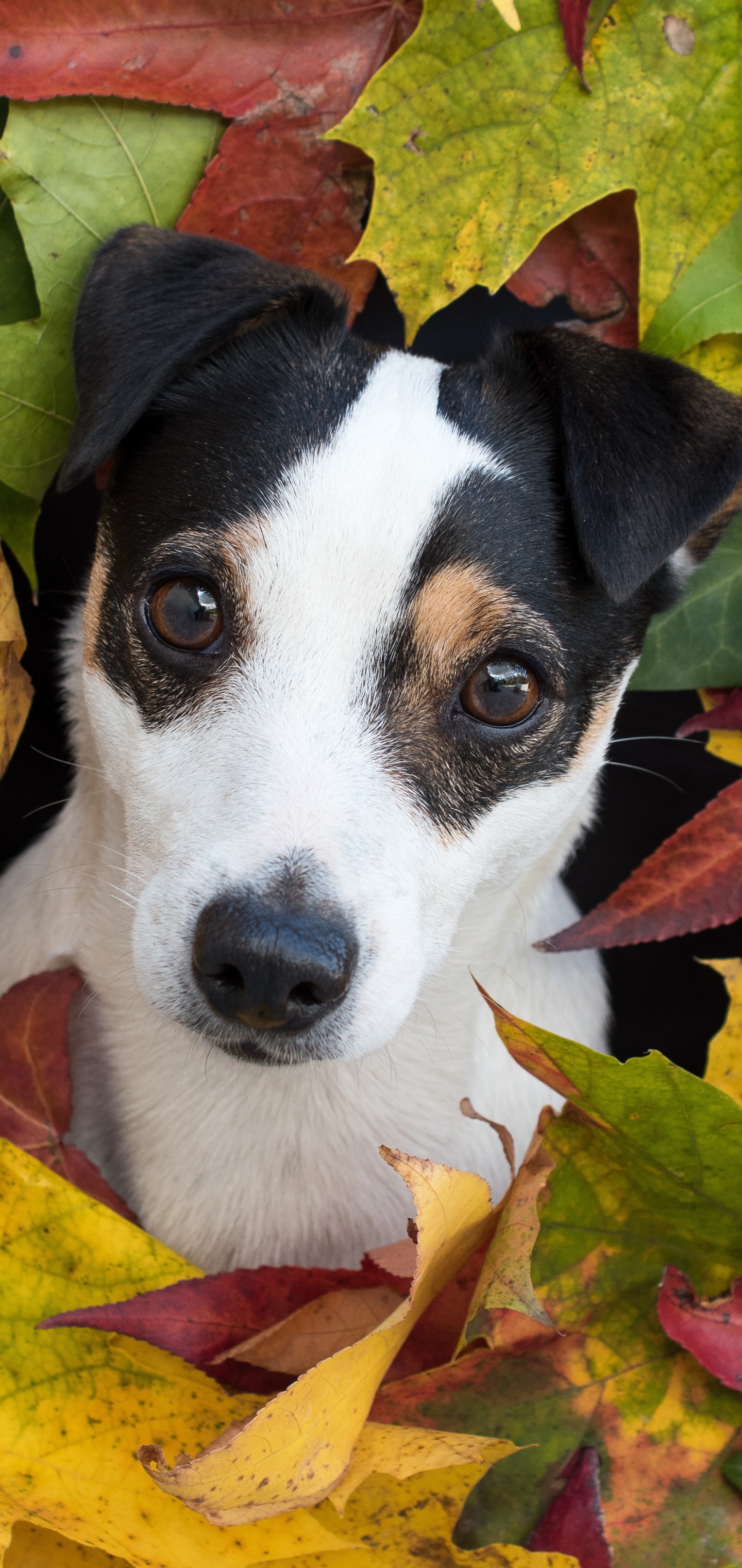 Laden Sie das Tiere, Hunde, Hund, Welpen, Jack Russell Terrier, Welpe-Bild kostenlos auf Ihren PC-Desktop herunter